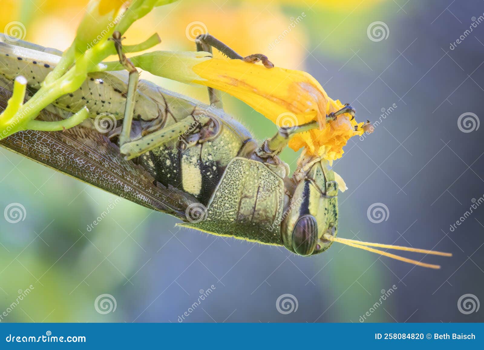 obscure bird grasshopper eating esperanza flower