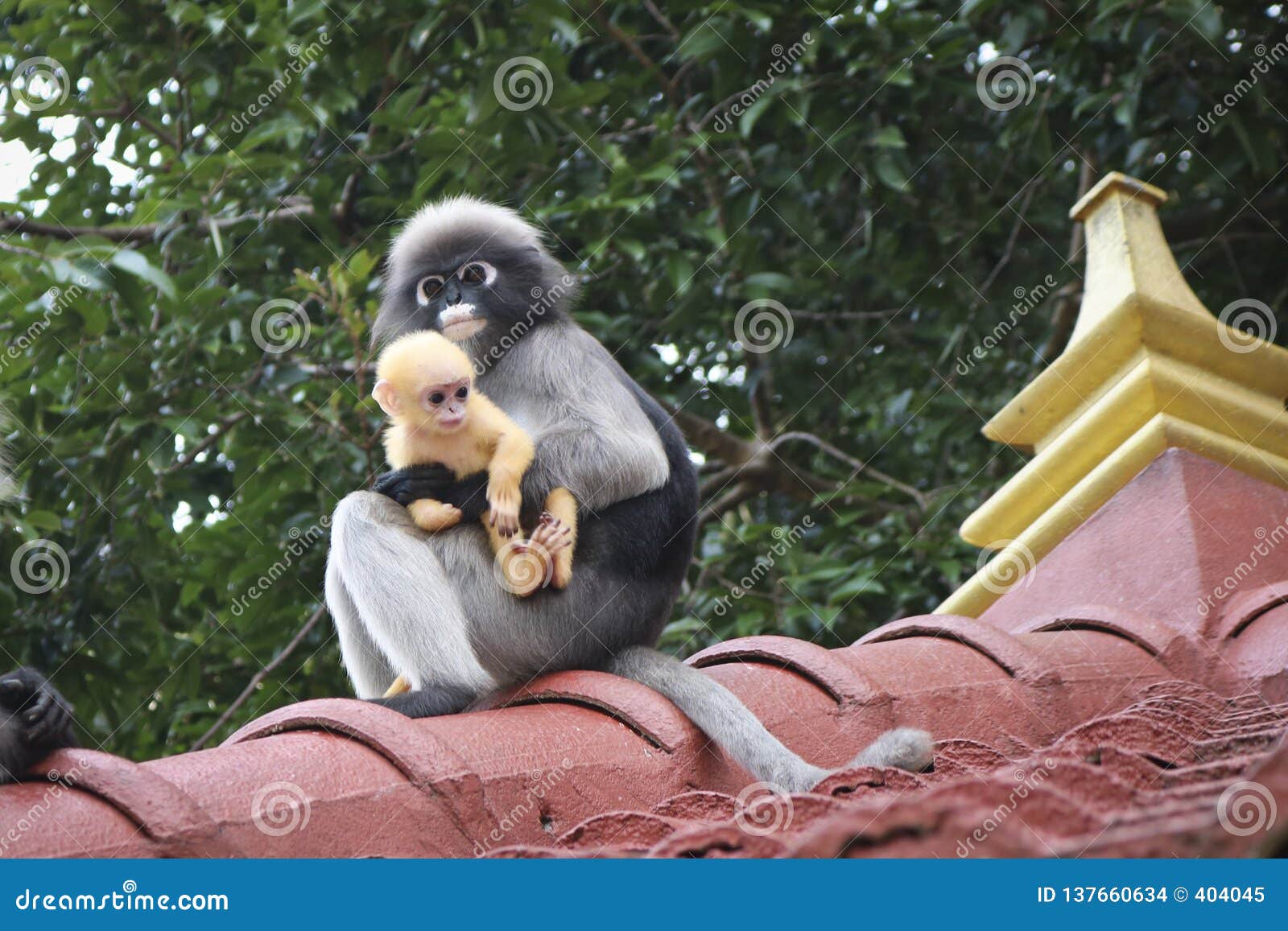 Obscurus A Lunettes De Trachypithecus De Langur De Singes Mignons Droles En Parc National Singe Femelle Et Son Petit Bebe Jaune Photo Stock Image Du National Singe Obscurus A Lunettes De Trachypithecus De Langur De Singes Mignons Droles En Parc National Singe Femelle Et Son Petit Bebe Jaune Photo Stock Image Du National Singe