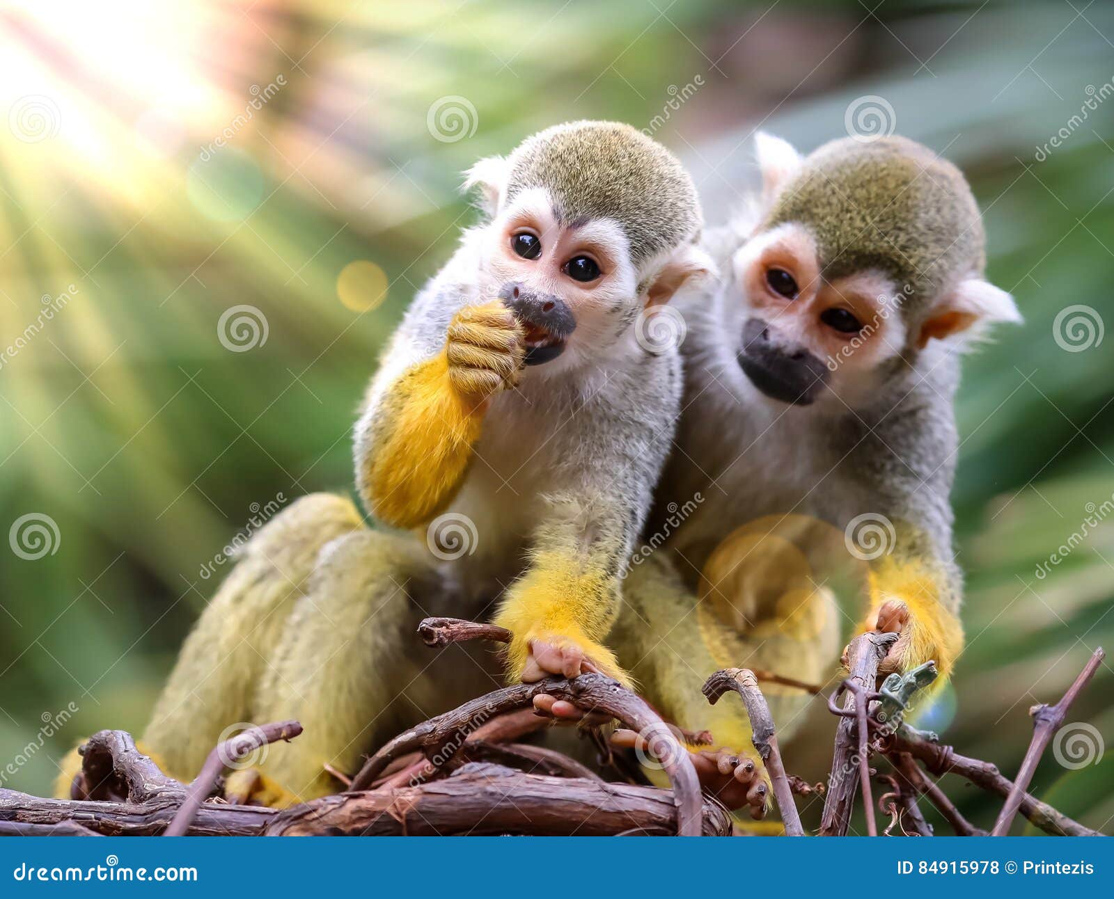 Foto de Macacos Fofos e mais fotos de stock de Animal - Animal, Animal  selvagem, Exterior - iStock