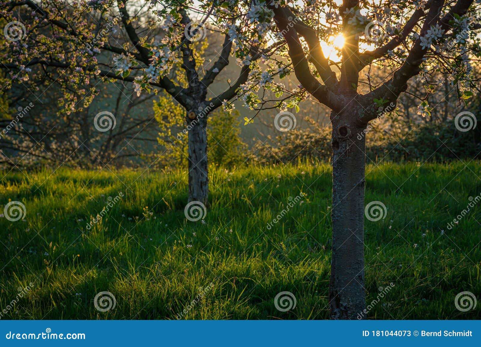 Obstbäume Mit Blüten Weiß Im Gegenlicht Sonne Stock Image Image of