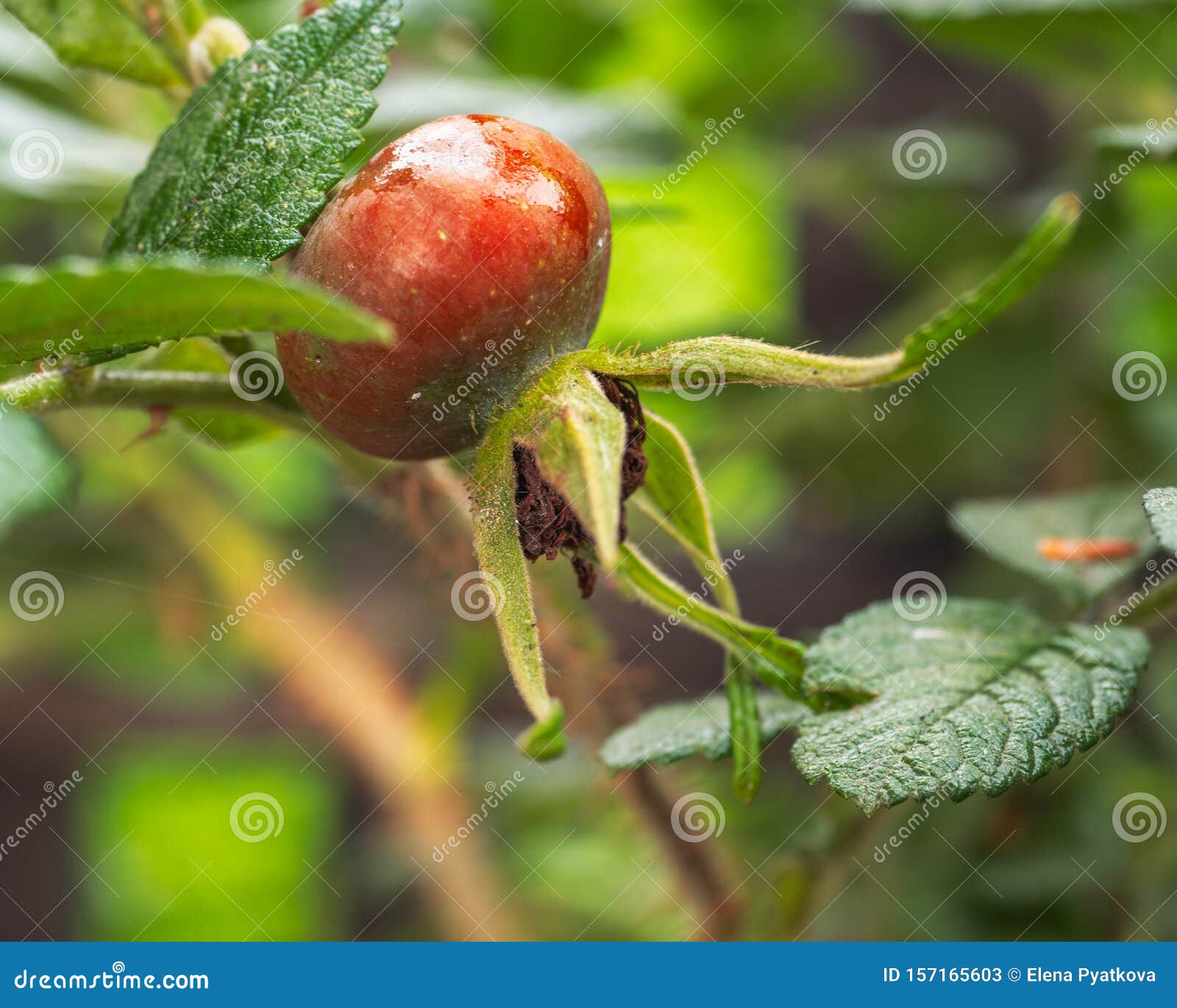 Obstsmoothie Mit Jogurt, Frischem Obst Und Beeren Und Gelben ...