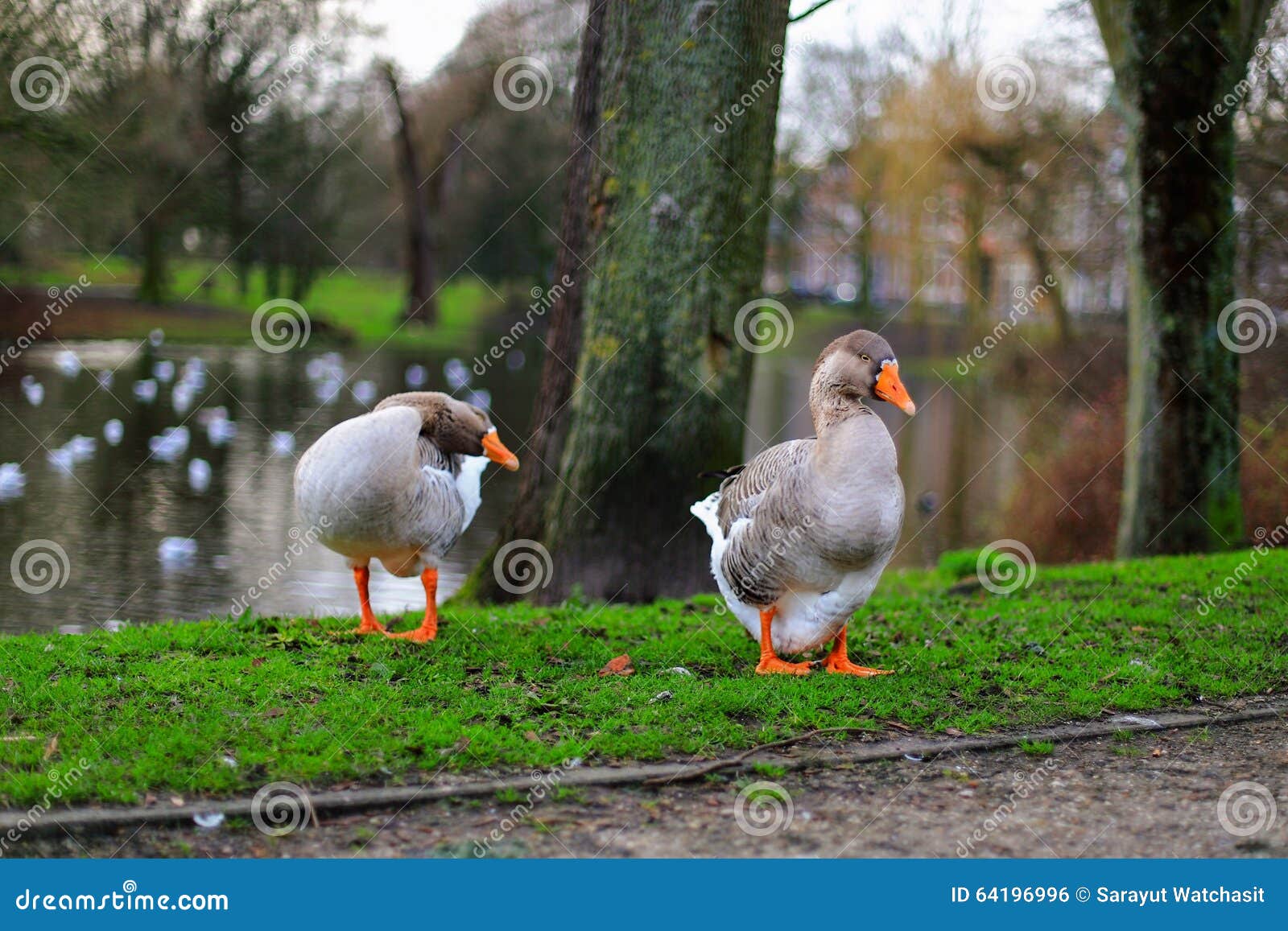 Coltiva Il Tuo Giardino Interiore" | By Dodo - Foto 9