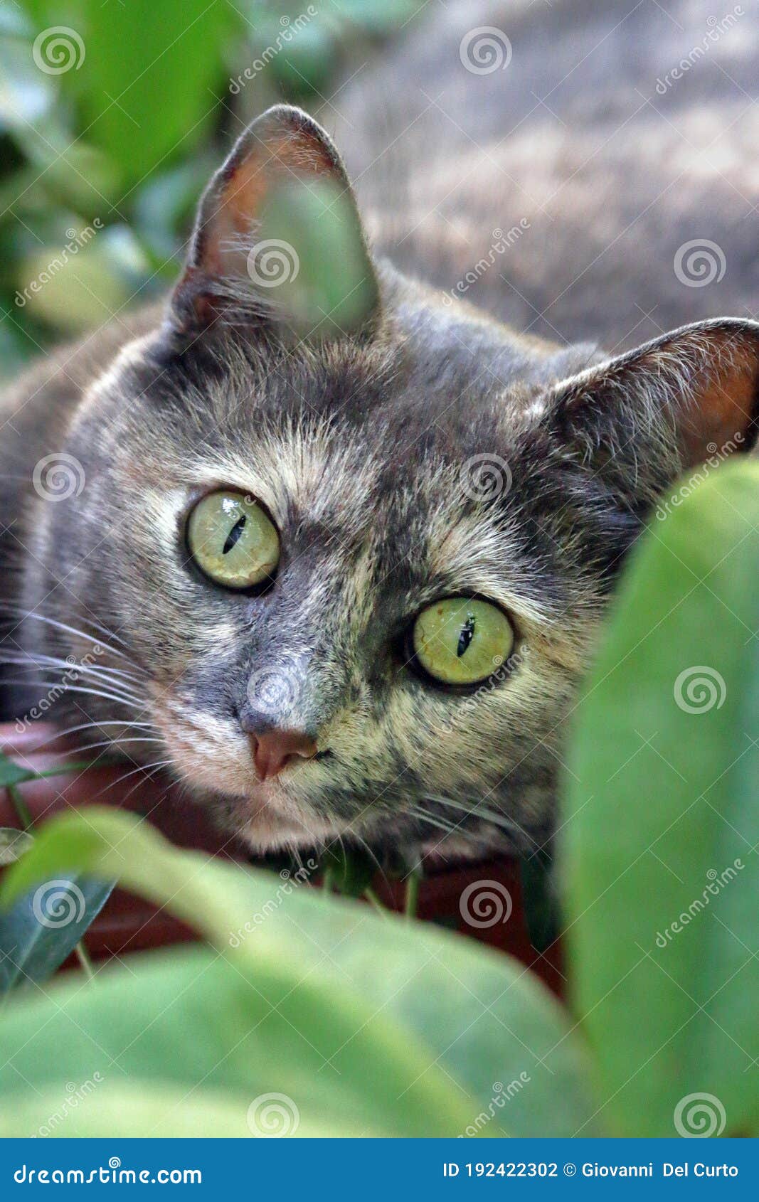 occhi verdi di gatto