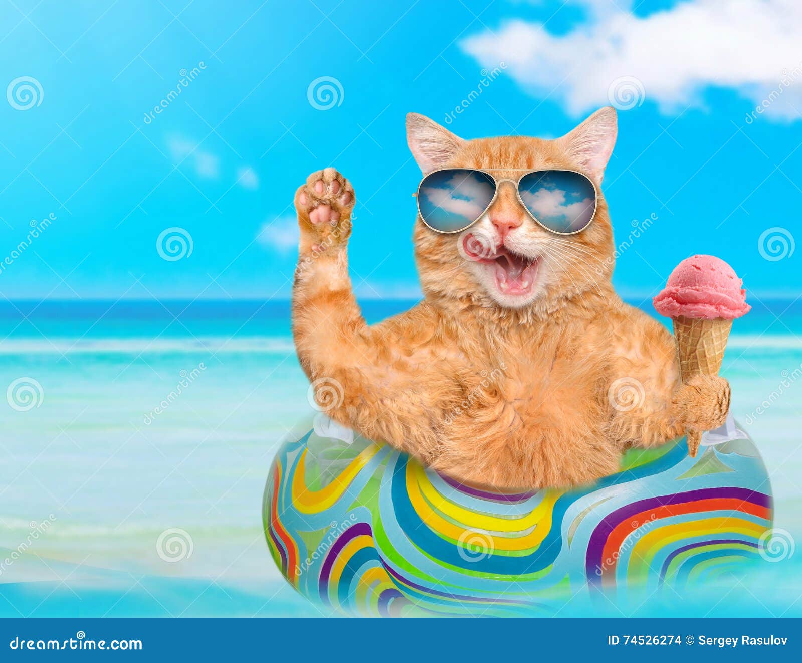 Occhiali Da Sole D'uso Del Gatto Che Si Rilassano Sul Materasso Di Aria Nel  Mare Fotografia Stock - Immagine di divertente, animale: 74526274