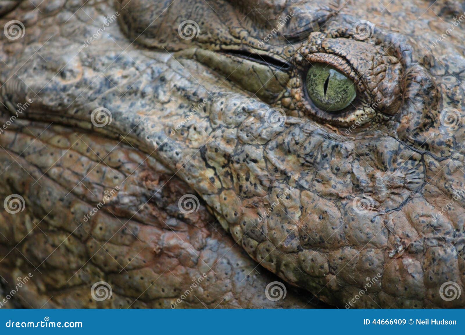 Occhio del coccodrillo. Chiuda su dell'occhio verde e della pelle del coccodrillo