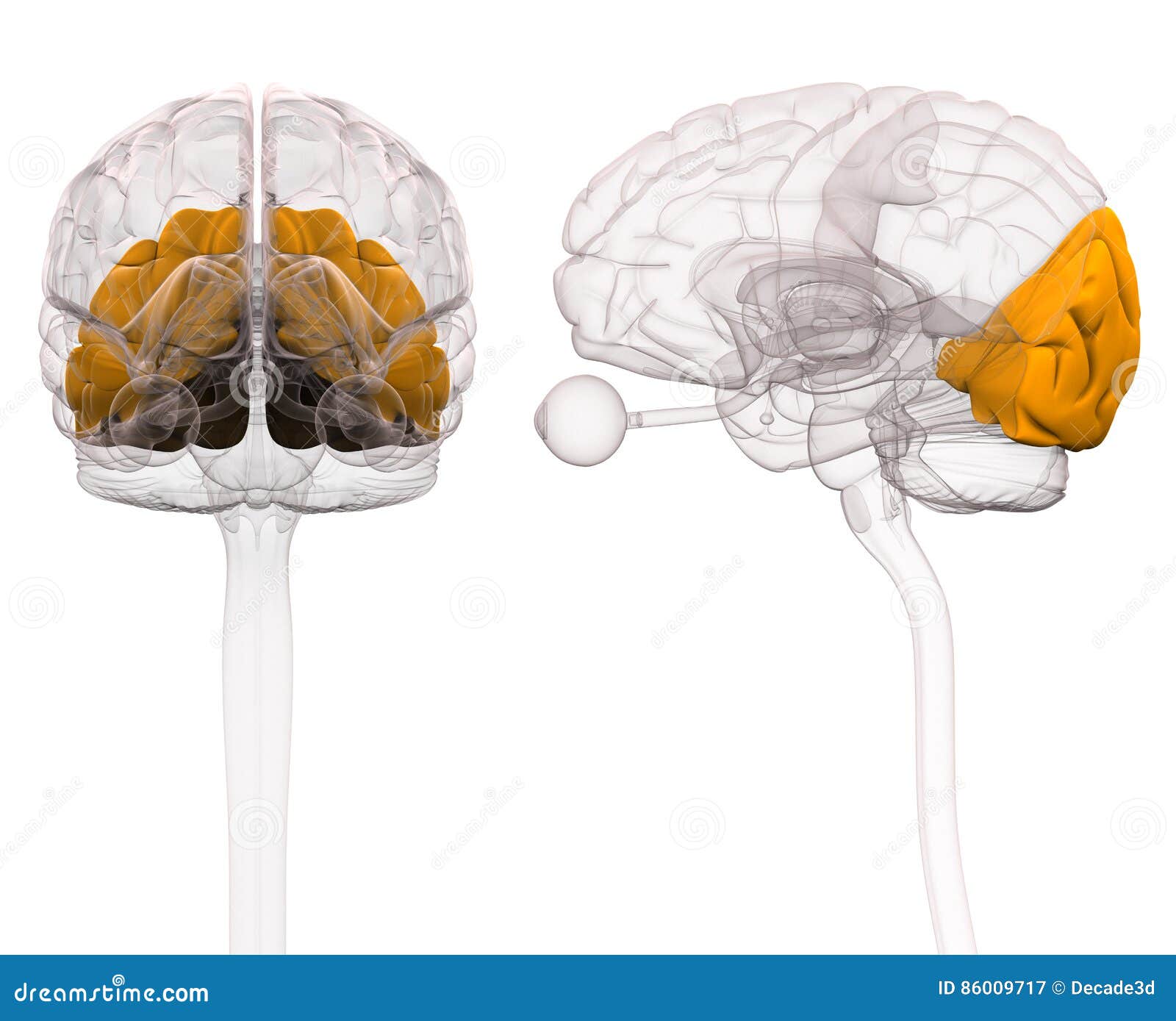 occipital brain anatomy - 3d 