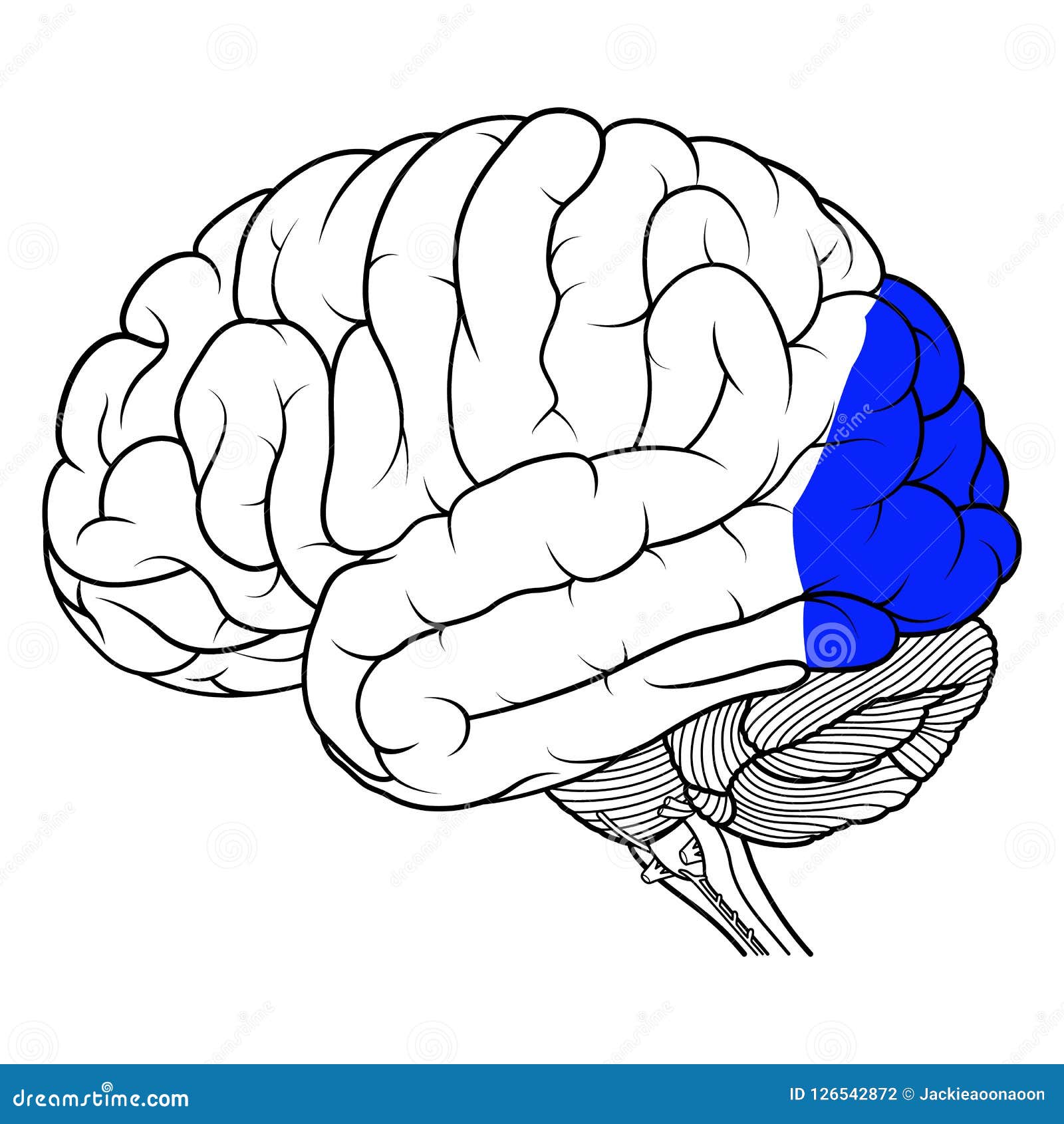 Occipital Lobe of Human Brain Anatomy Side View Flat Stock Vector ... Biology Diagrams