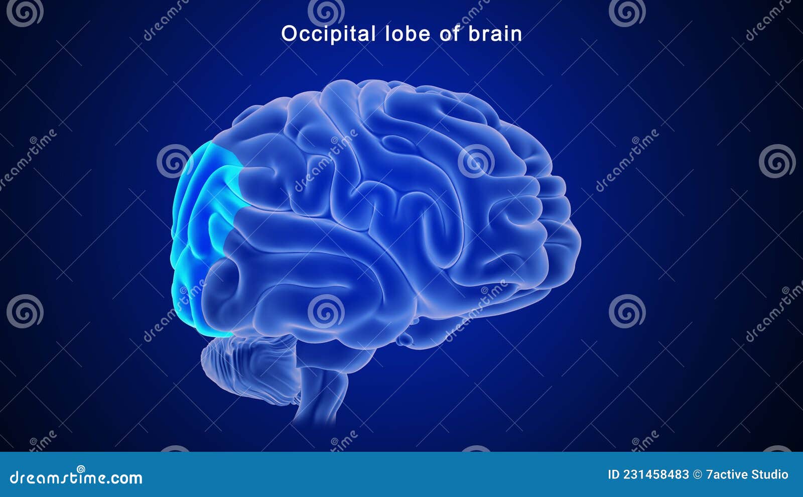 occipital lobe of human brain