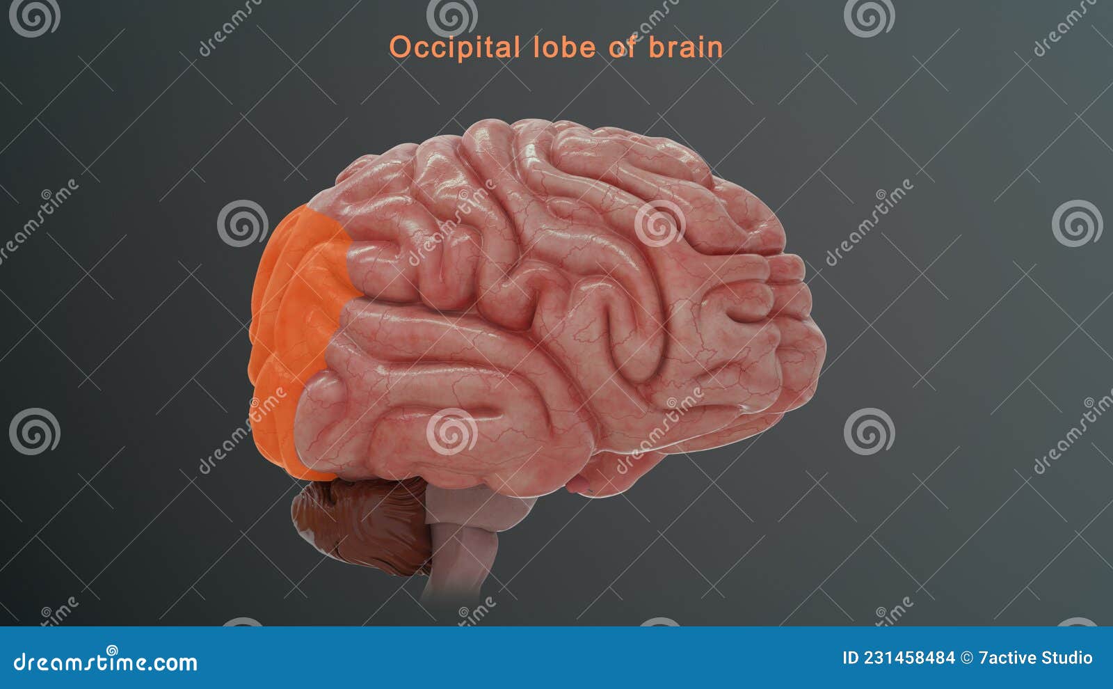 Occipital Lobe Of Human Brain Illustration With Gear Icon Royalty Biology Diagrams