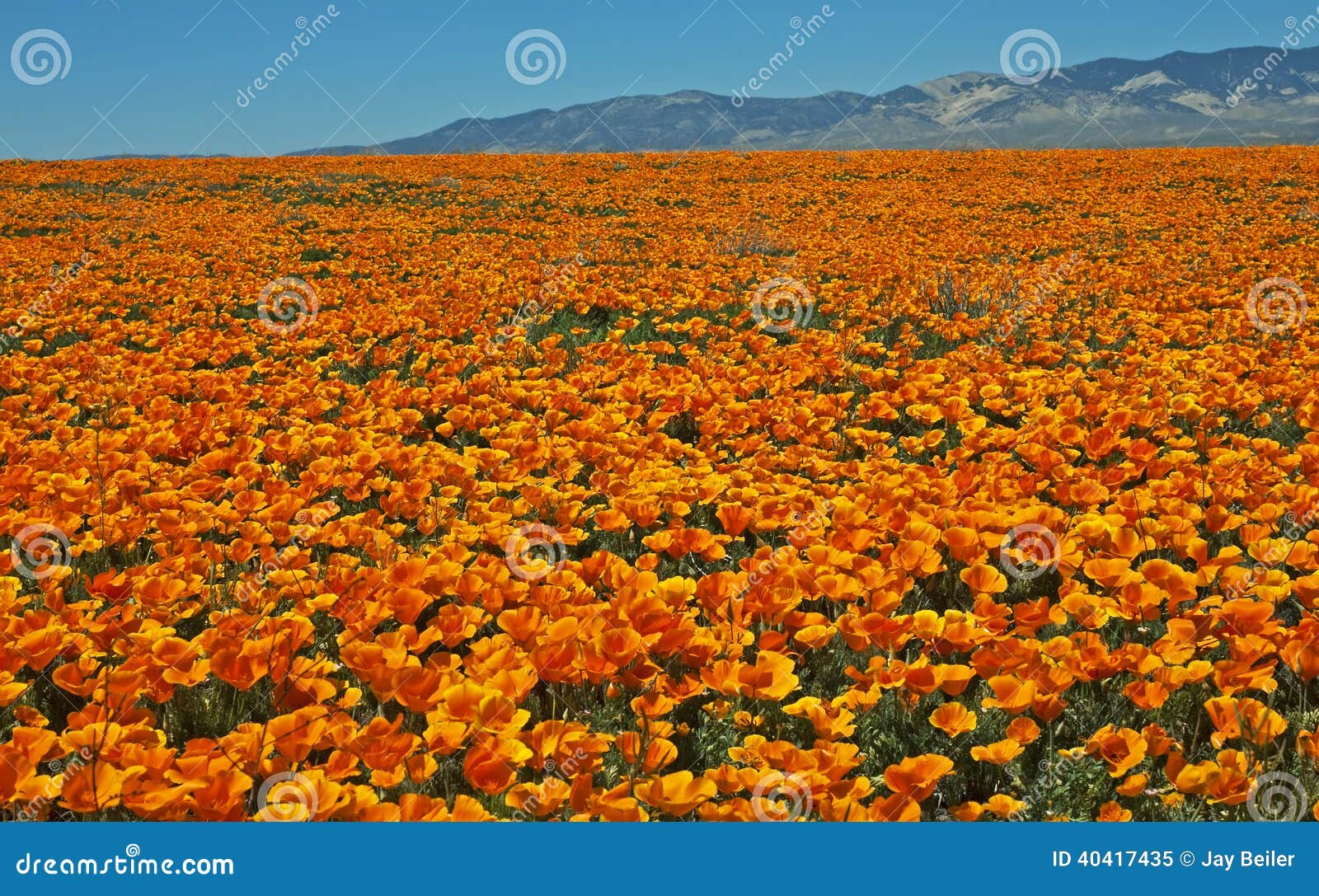 ocean of california poppies