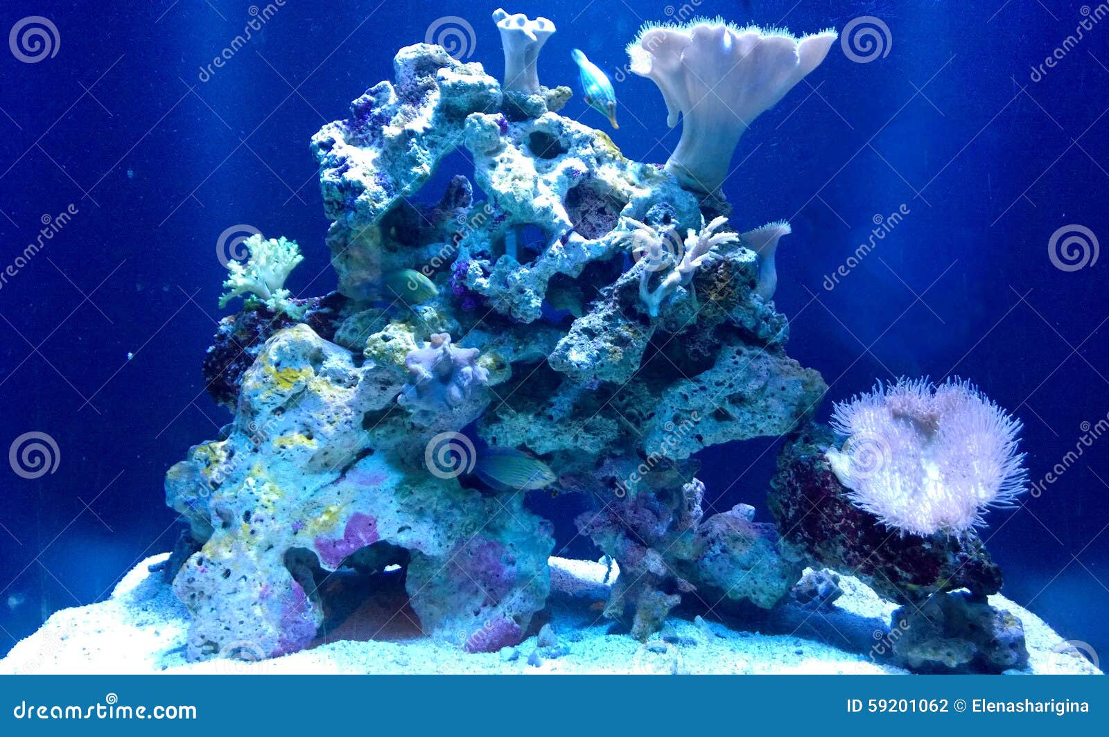 Ocean Coral Reef in Blue Light Stock Photo Image of corals, blue