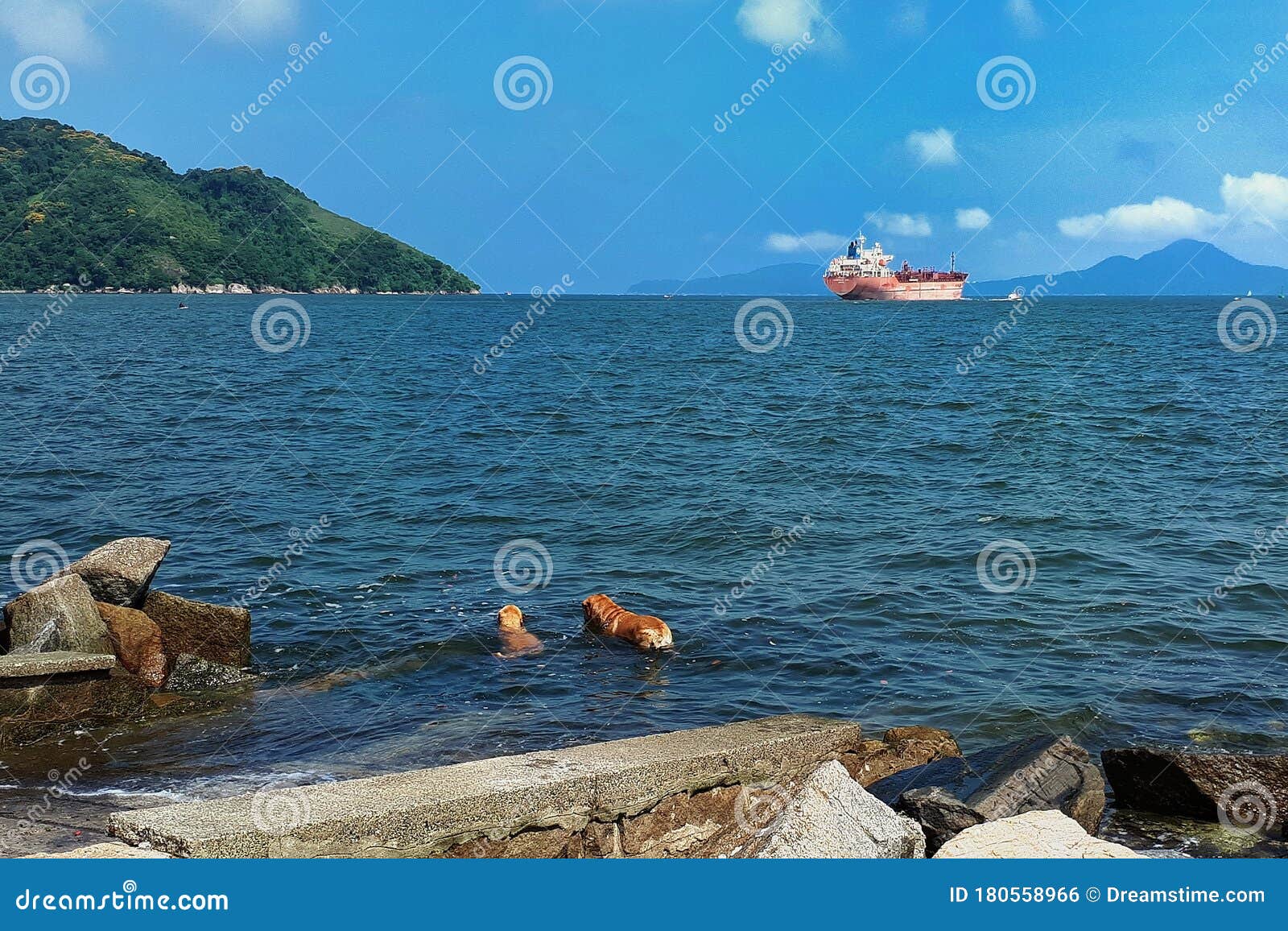 the ocean is cowded of ships in santos.