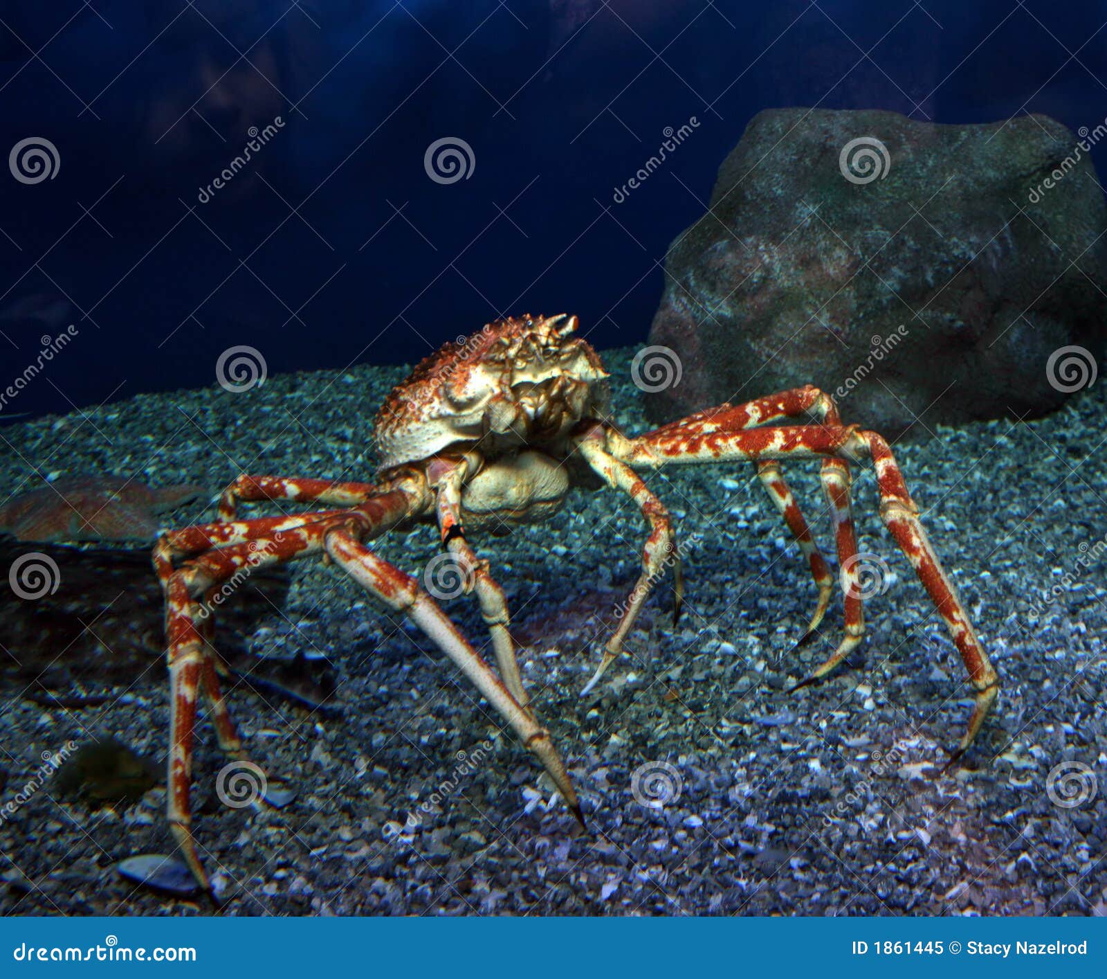 Ocean Crab At Intercontinental Resort And Spa Hotel In Papeete, Tahiti