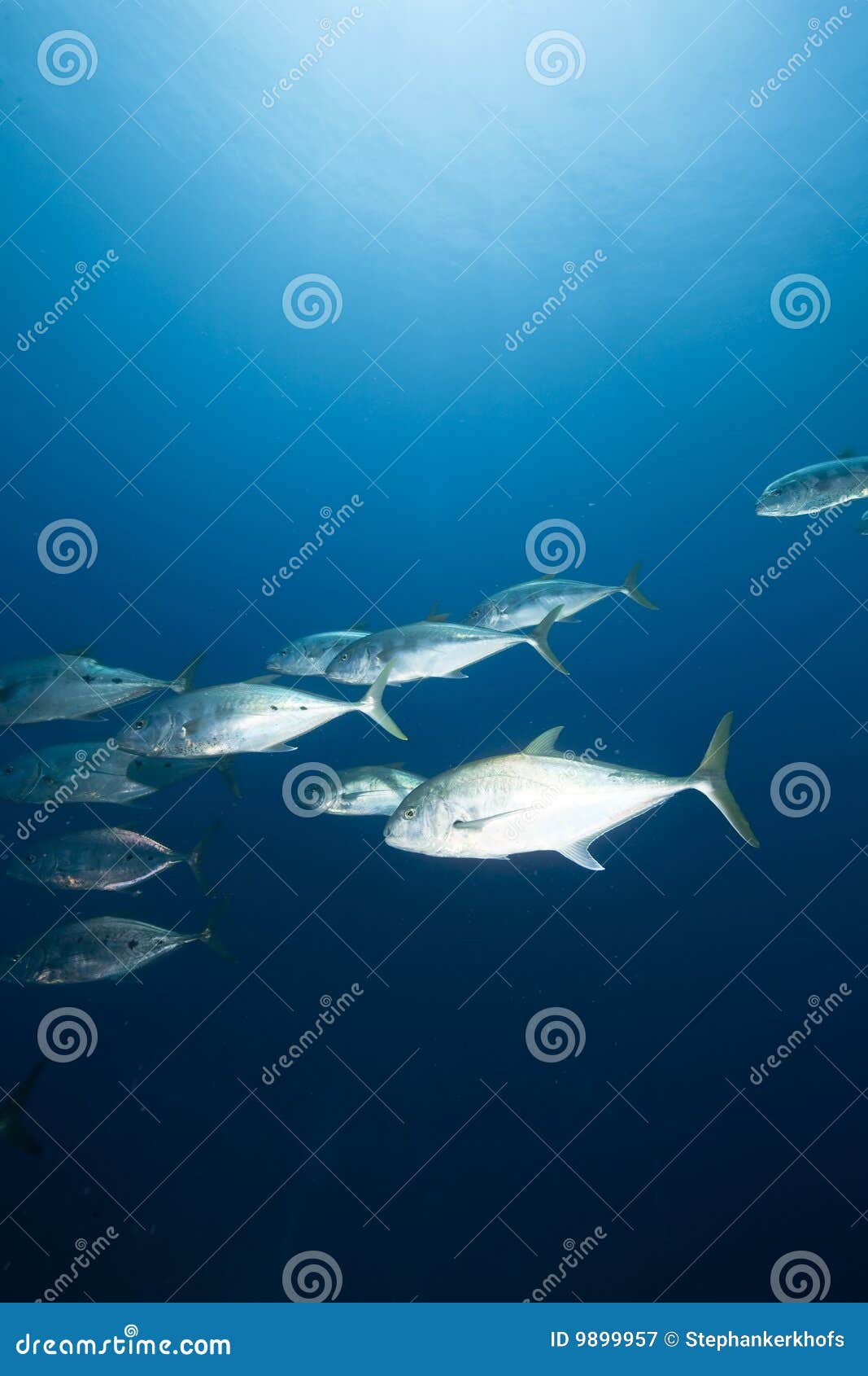 Ocean and Doublespotted Queenfish Stock Image Image of sunshine