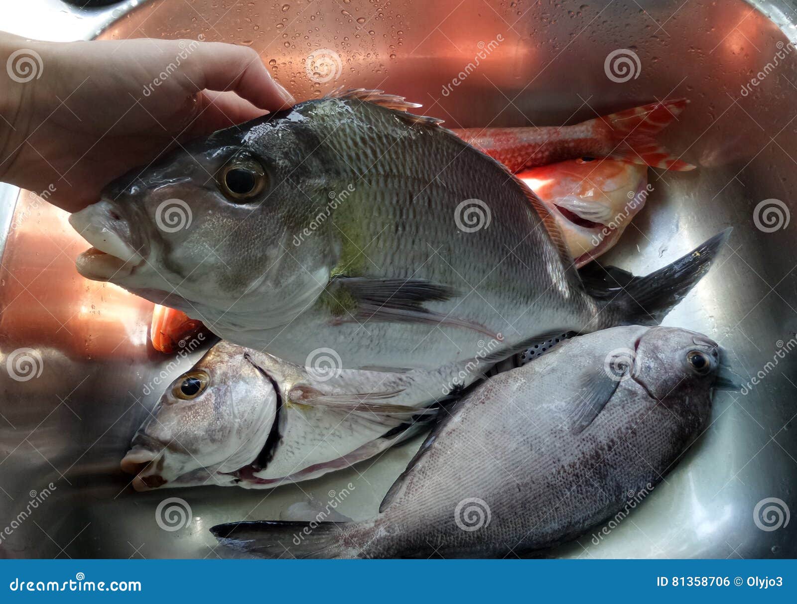 Ocean Fish In The Kitchen Sink Stock Photo Image Of Diet