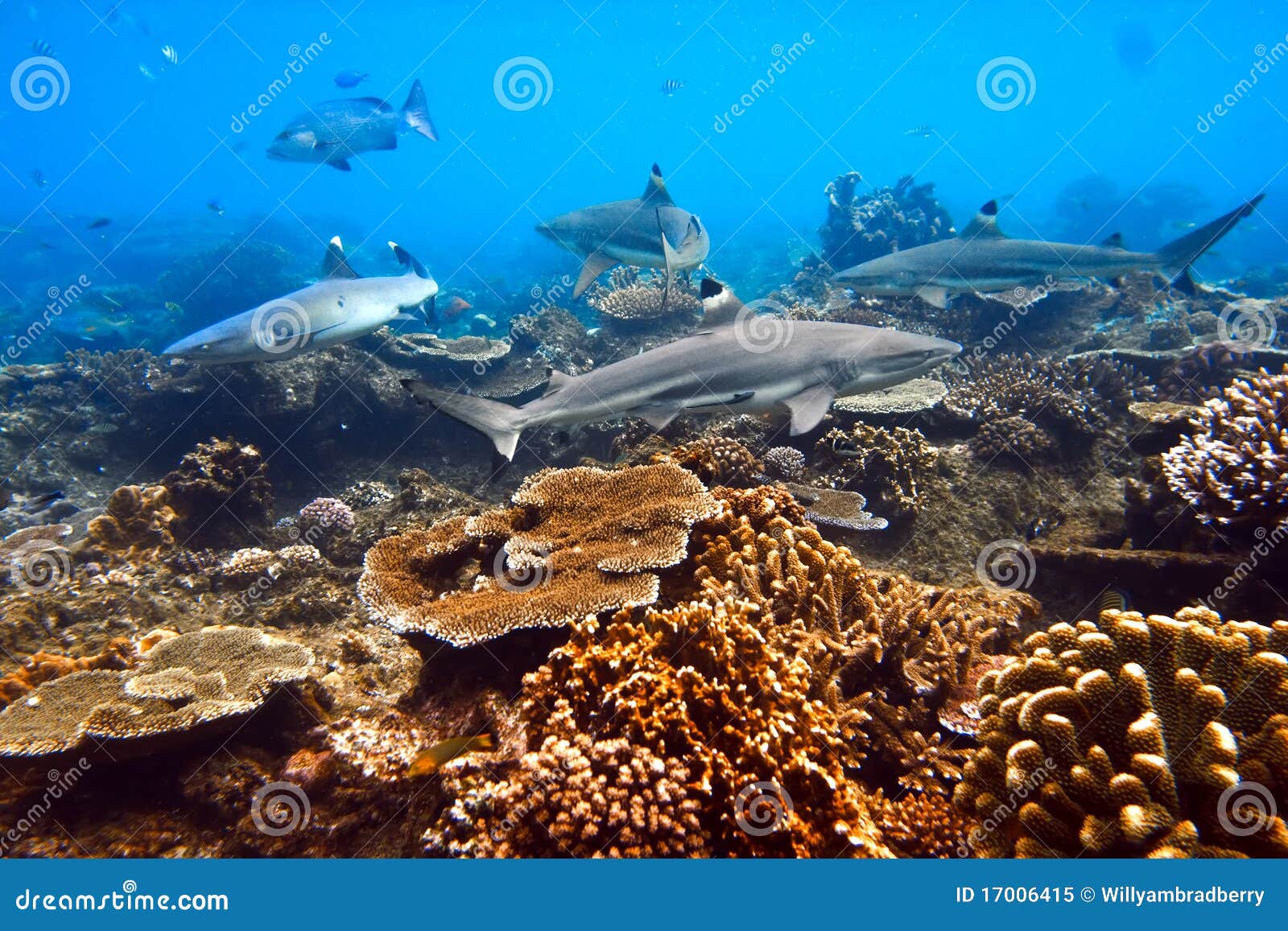 Ocean Life Four Sharks in Action Underwater Stock Image - Image of