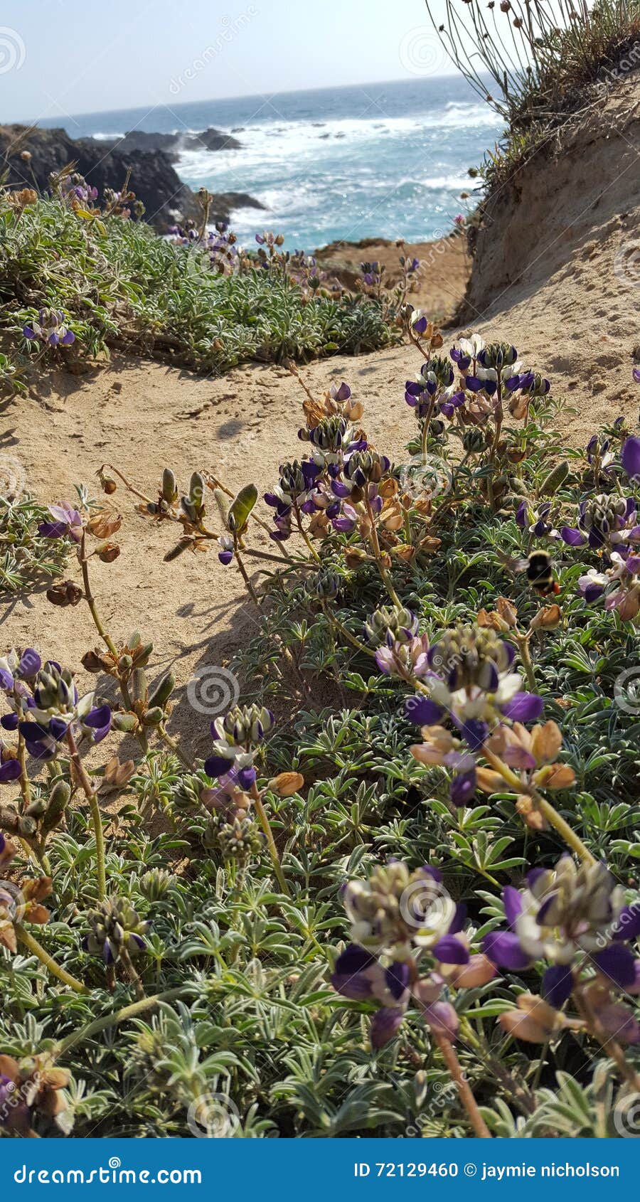 Ocean path purple flowers stock photo. Image of purple 72129460