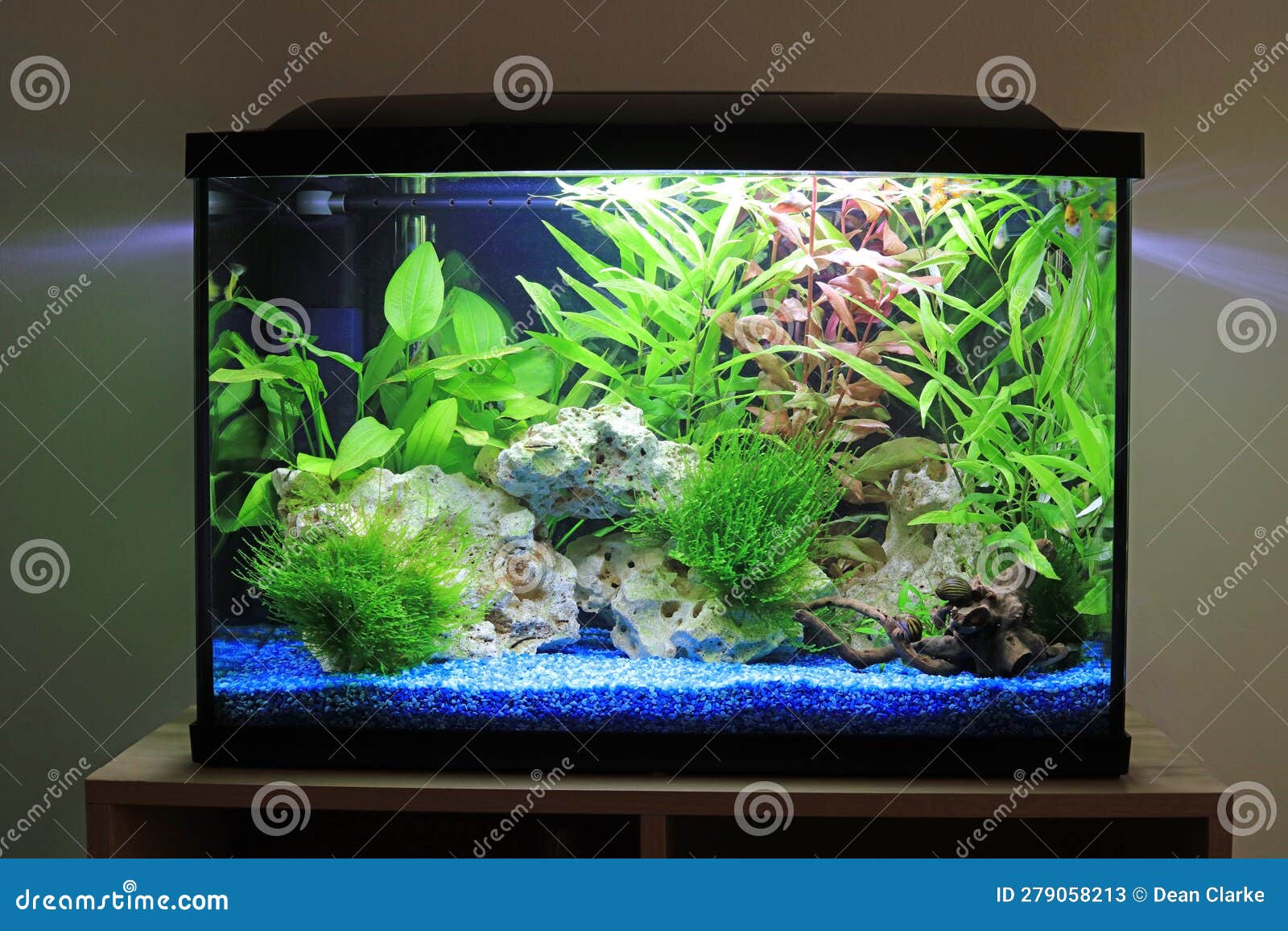 A home fish tank aquarium stock image. Image of hobbies - 279058213