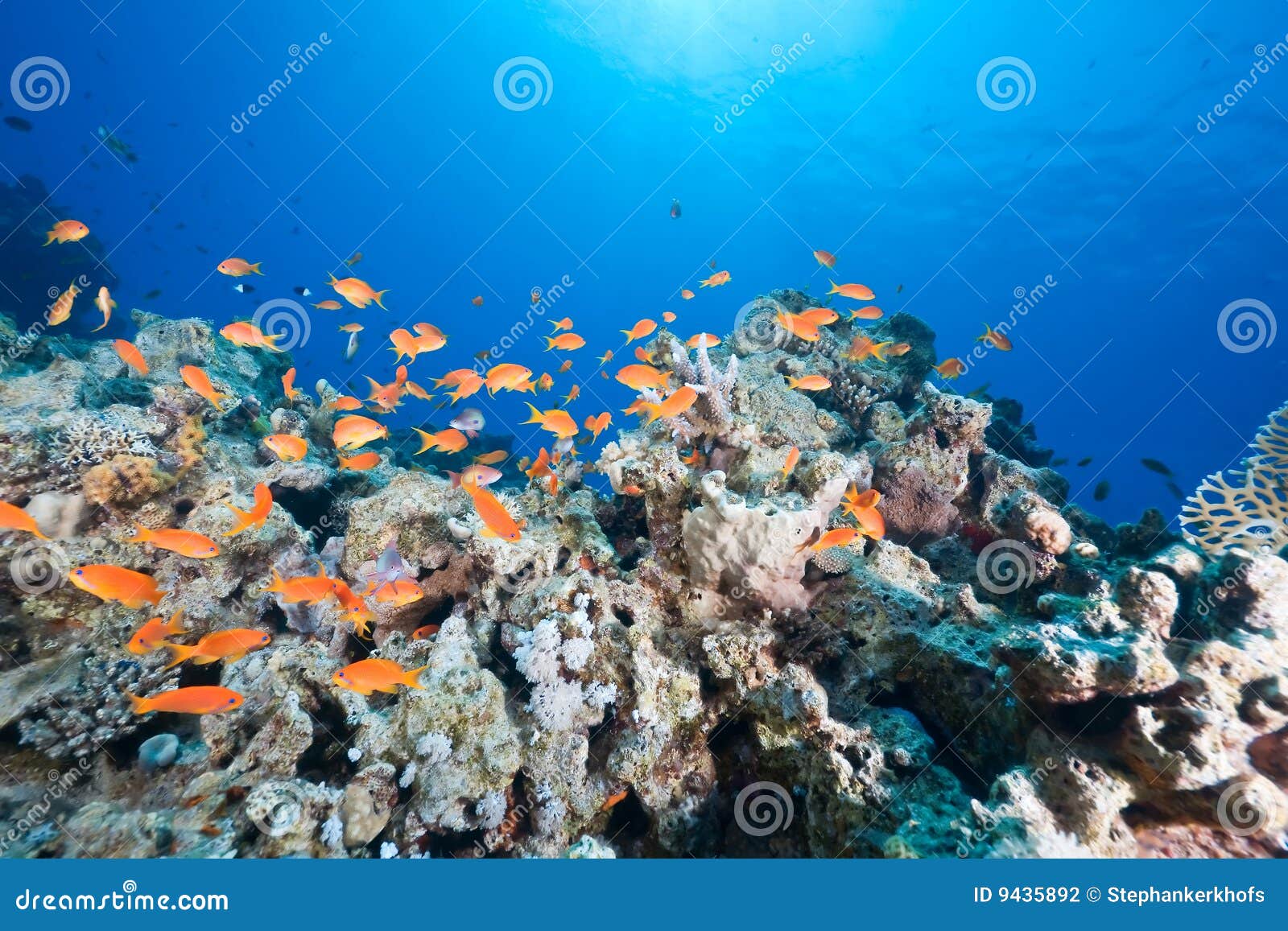 Ocean, sun and fish stock photo. Image of purity, sunlight - 9435892