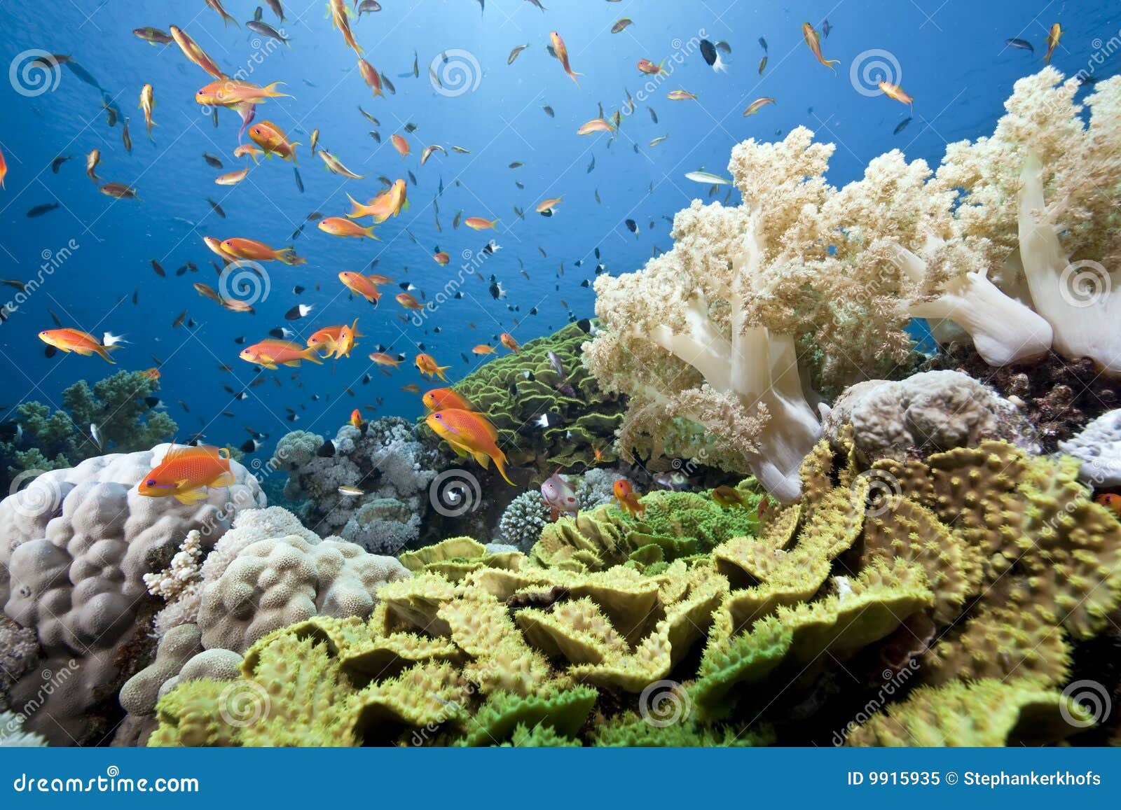 Ocean, sun and fish stock image. Image of coral, sunbeam - 9915935