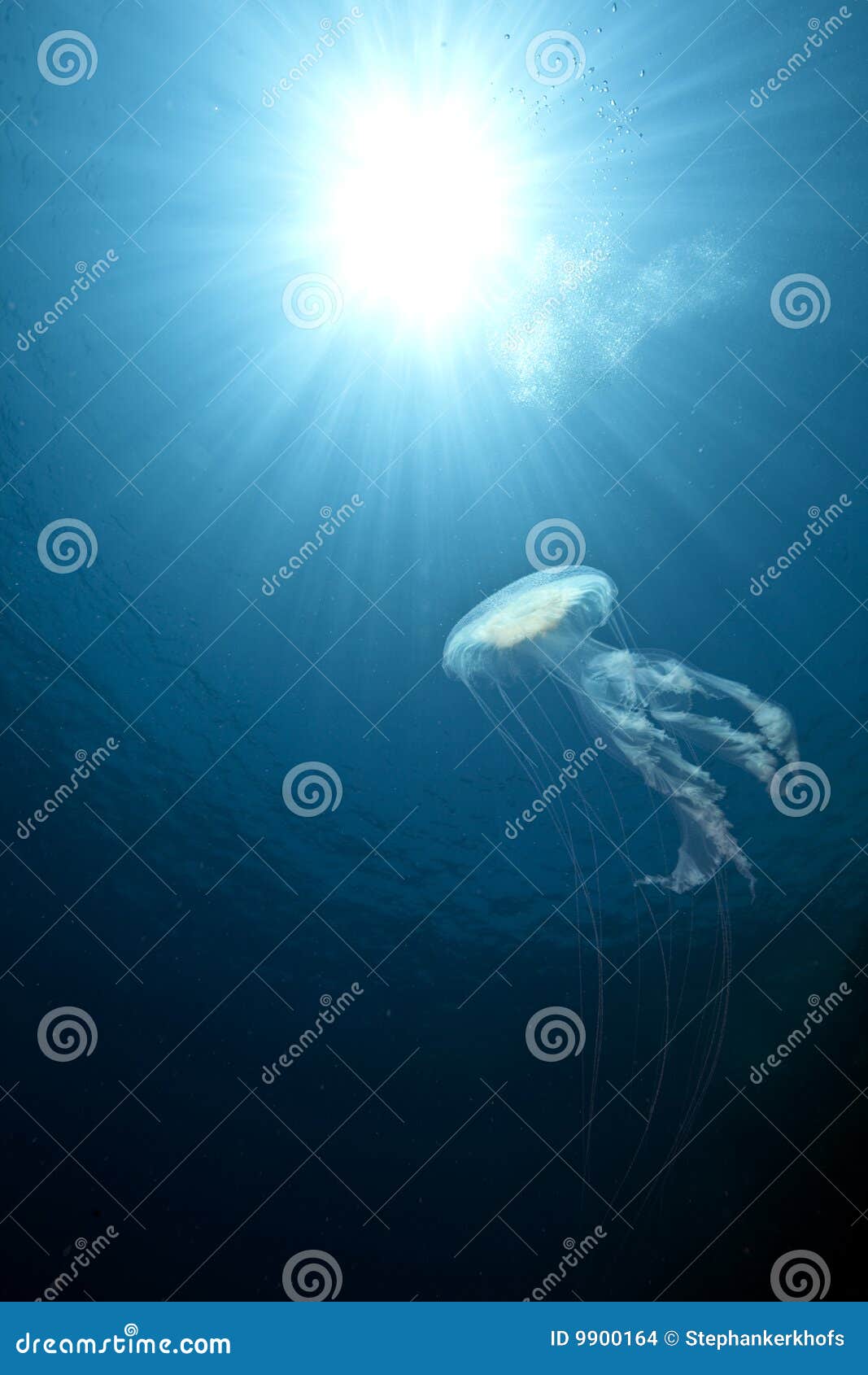 ocean, sun and luminescent jellyfish