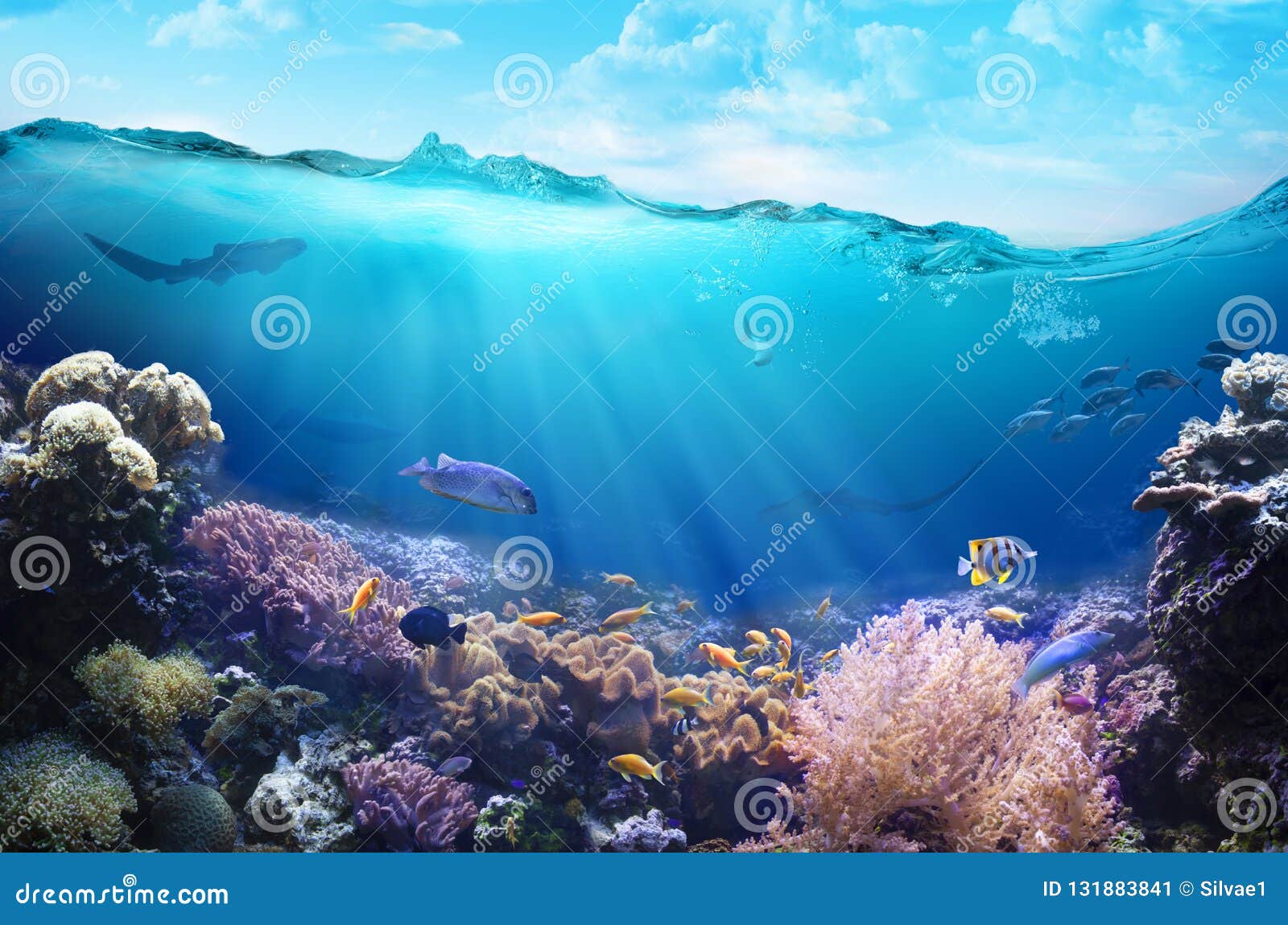 Ocean Underwater with Marine Animals. Stock Image - Image of marine ...