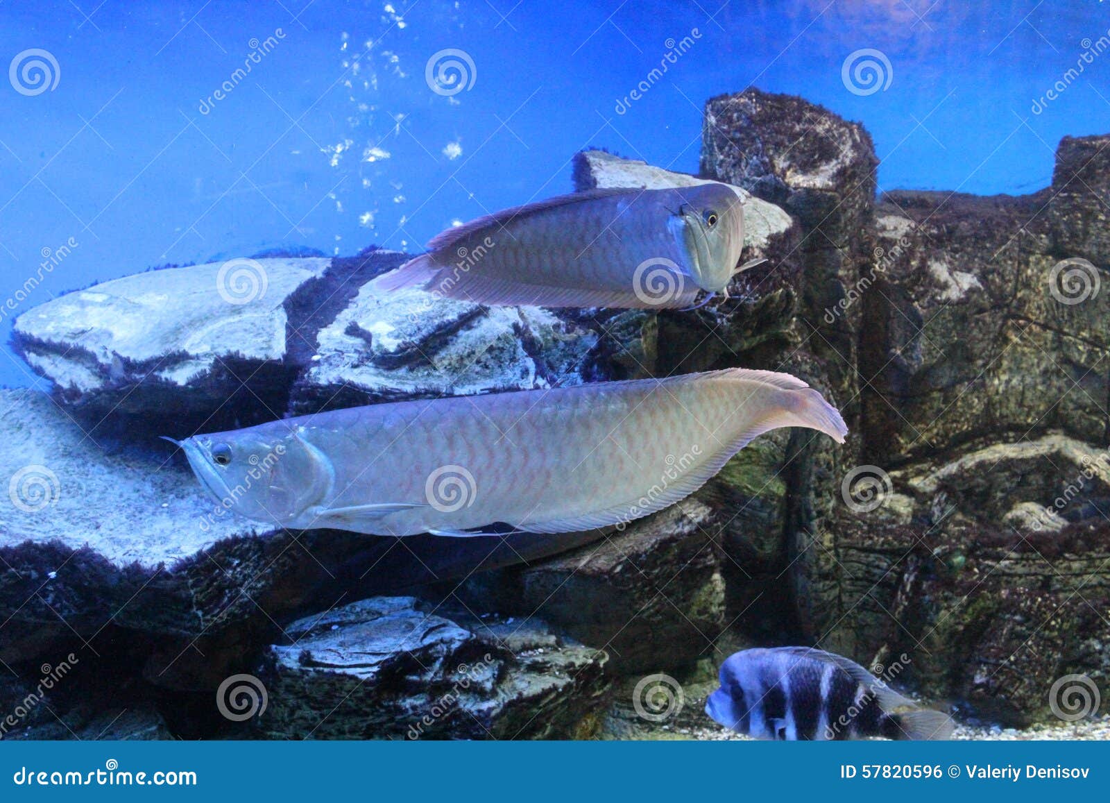 Seeeinwohner vor Augen von Besuchern in einem oceanarium