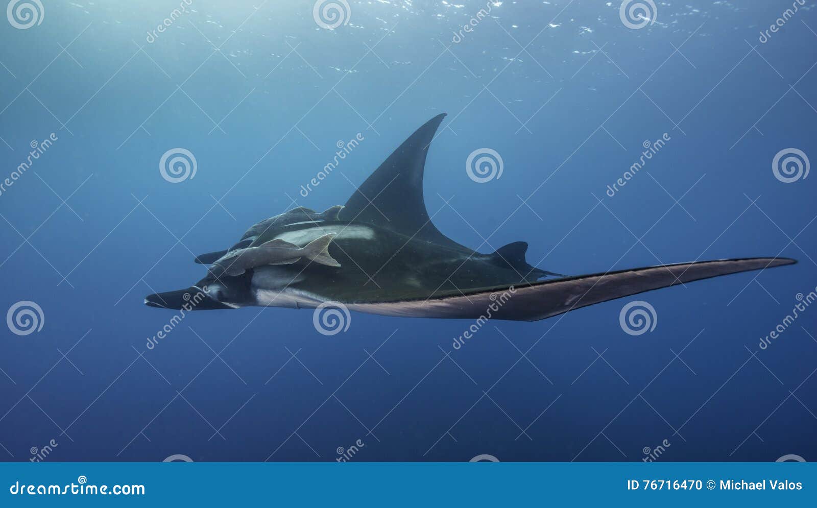 oceanic manta ray underwater