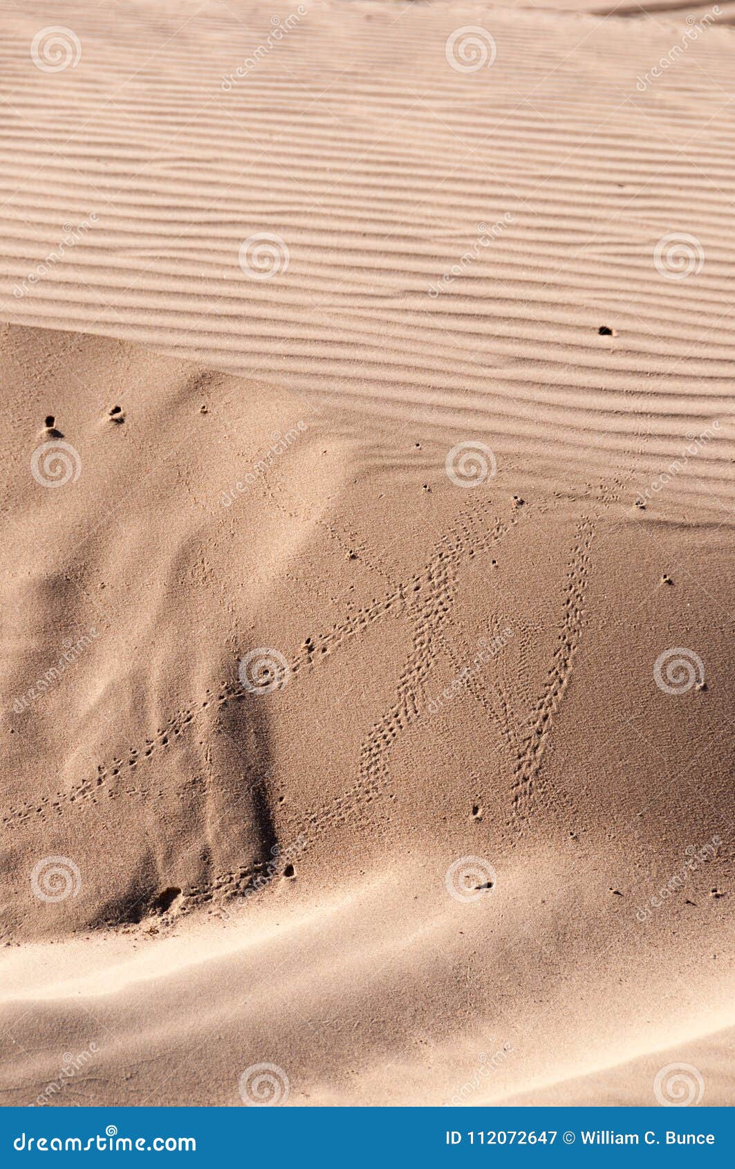 oceano dunes state vehicular recreation area