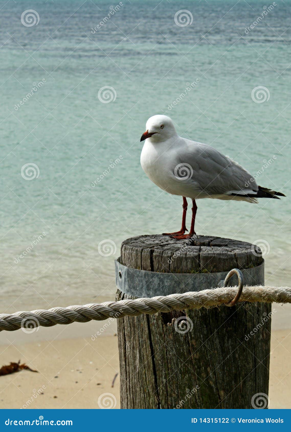 Oceanu seagull. Umieszczający poczta seagull nadmorski