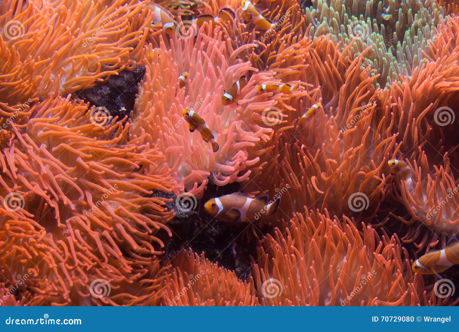 ocellaris clownfish (amphiprion ocellaris).