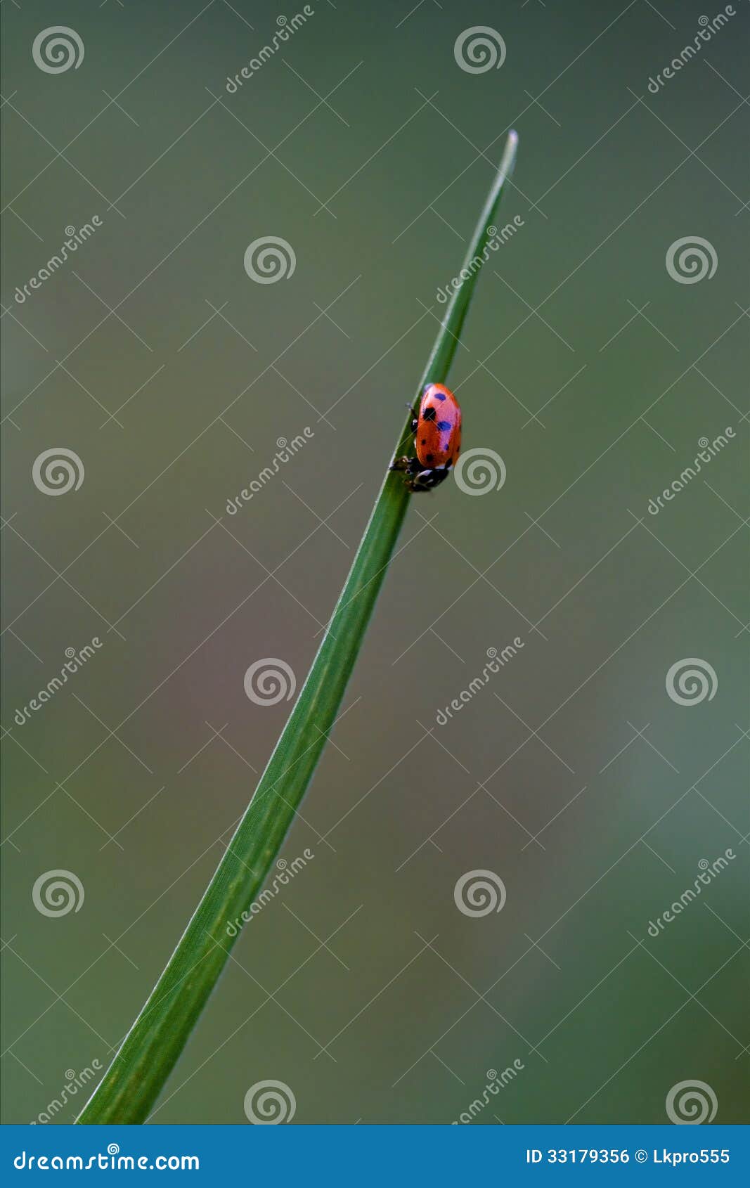 ocellata coleoptera on a grass