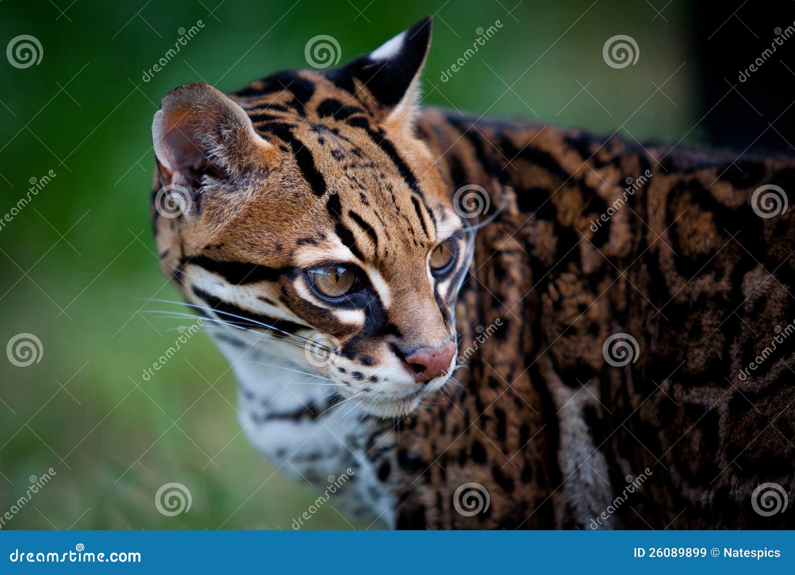 Ocelot, igualmente conhecido como um leopardo do anão. Espécie: pardalis do pardus