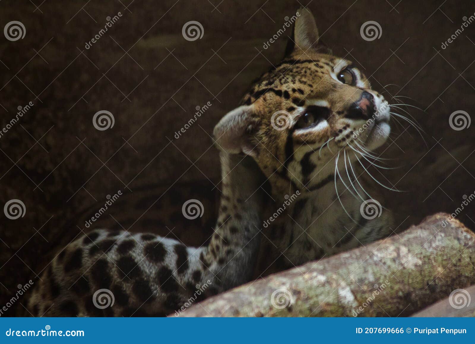 ocelot on a branch exhibited in the zoo