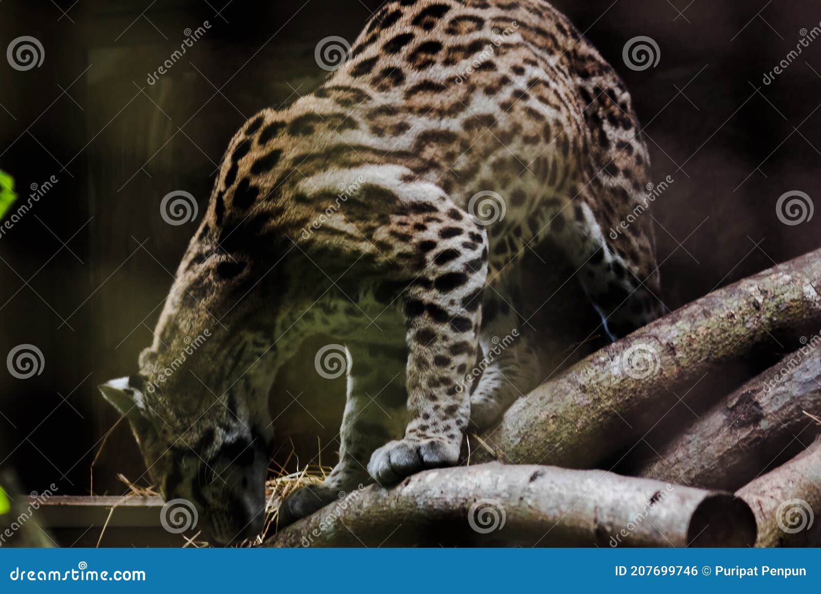 ocelot on a branch exhibited in the zoo