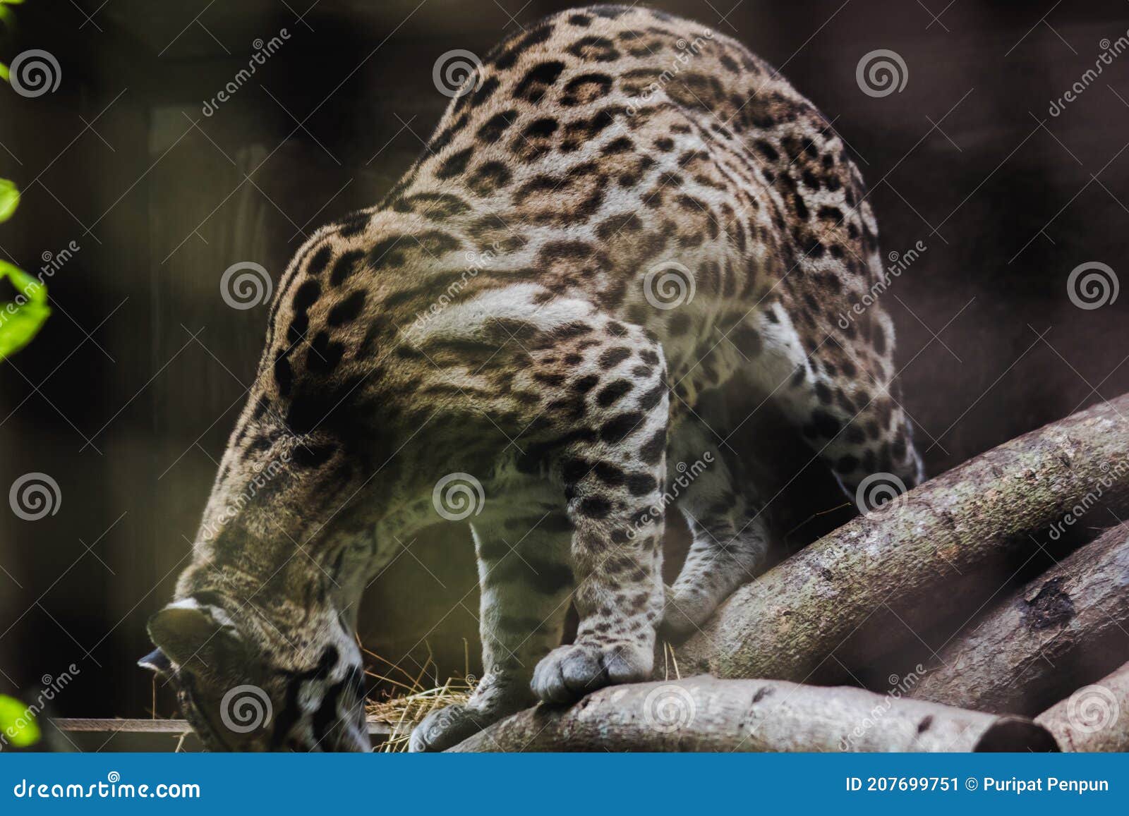 ocelot on a branch exhibited in the zoo