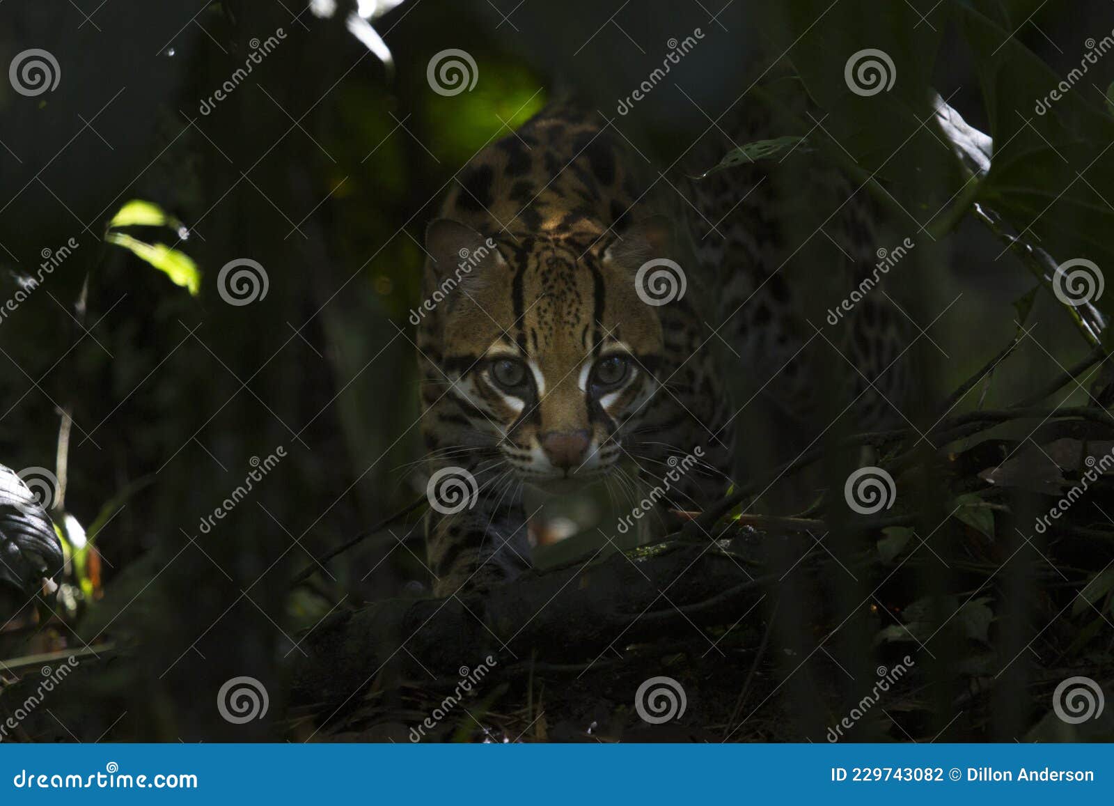 ocelot stalking