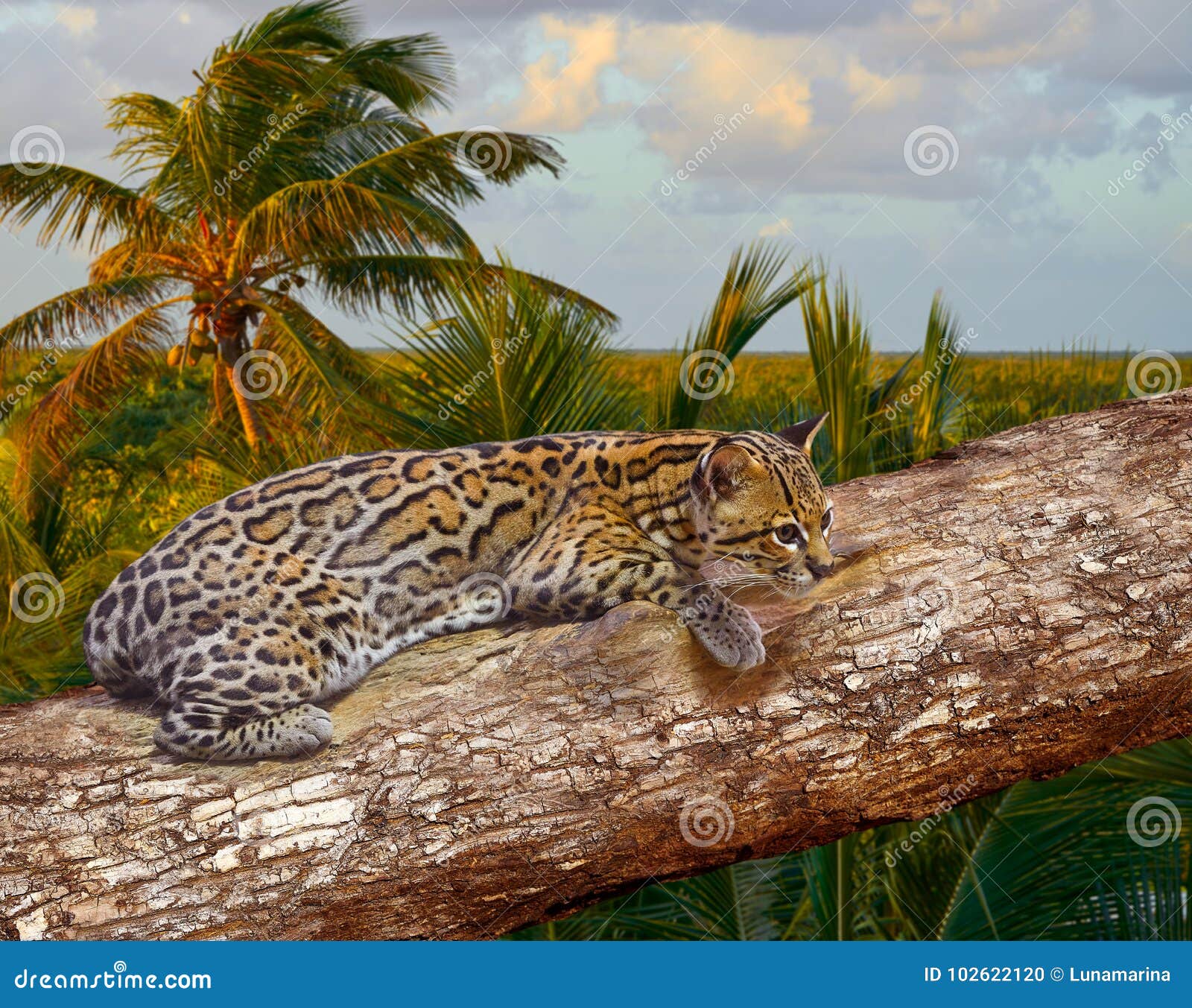 ocelote leopardus pardalis ocelot cat