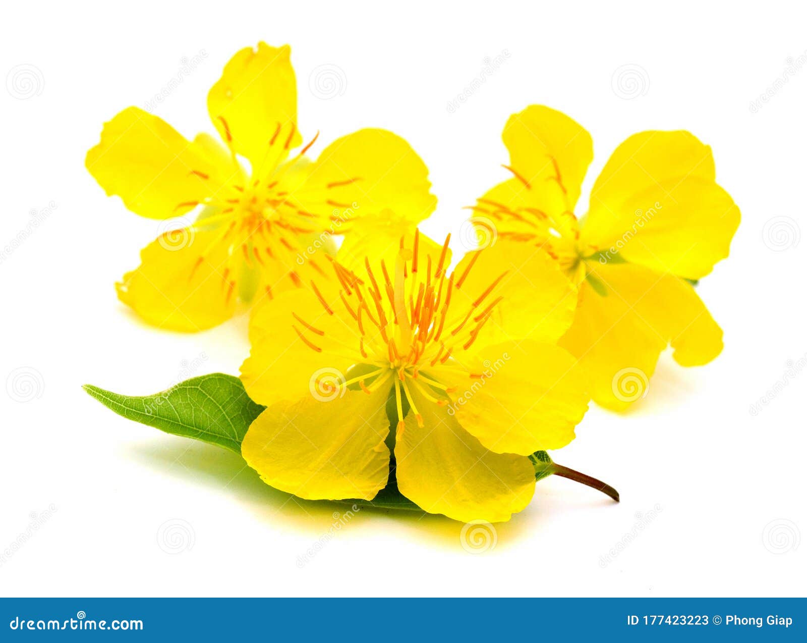 Macro A Ochna Integerrima Integerrima Branch The Flowers Of Traditional Vietnamese New Year Beauty Foliage Stock Image Image Of Botanical Macro