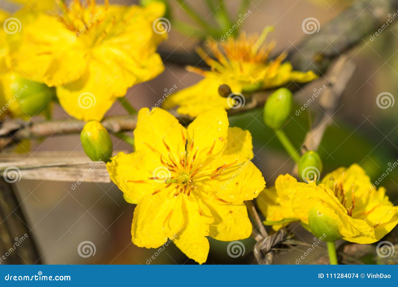 Ochna Integerrima, the Symbol of Vietnamese Lunar New Year in South