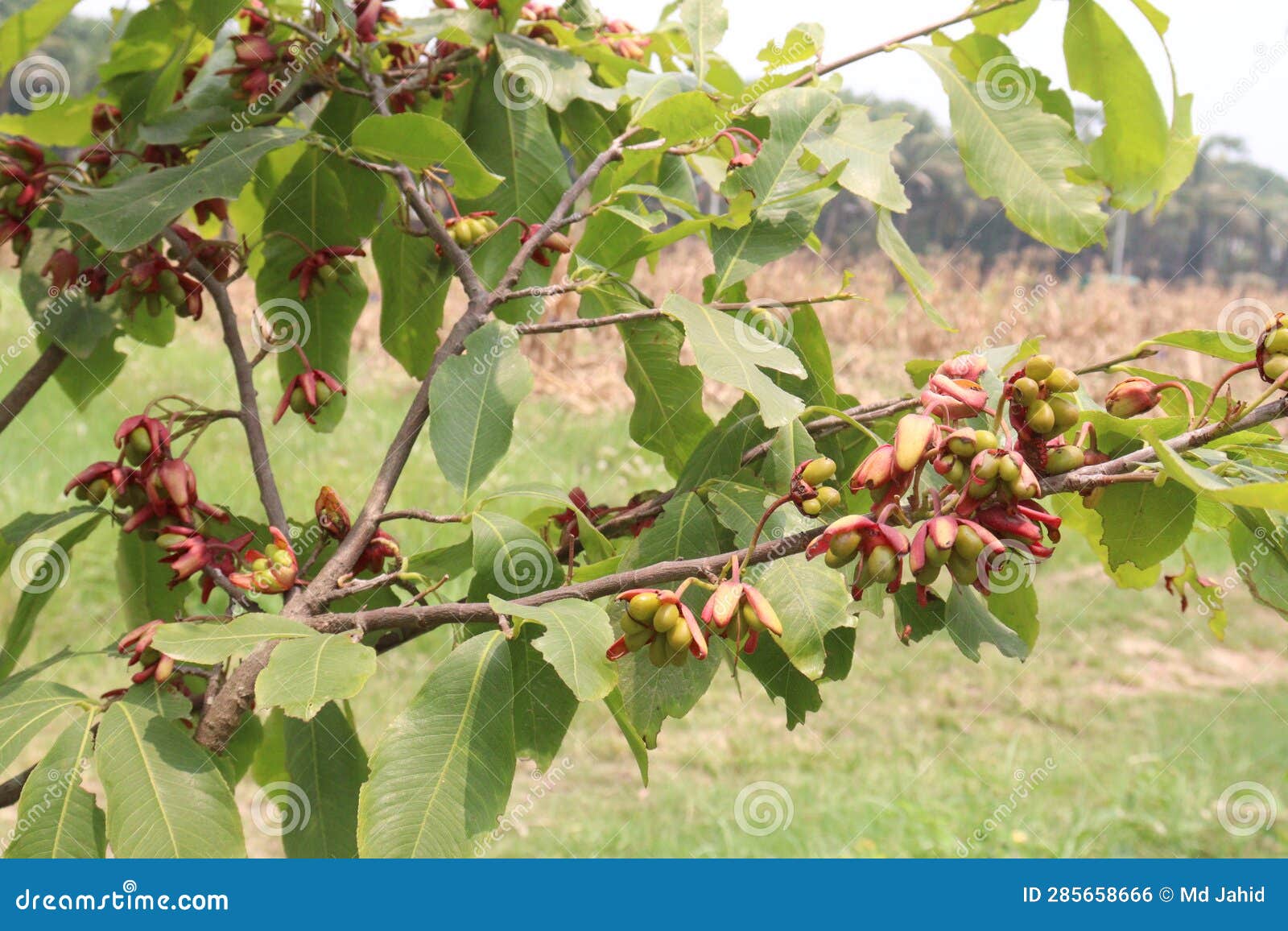ochna squarrosa flower plant on farm