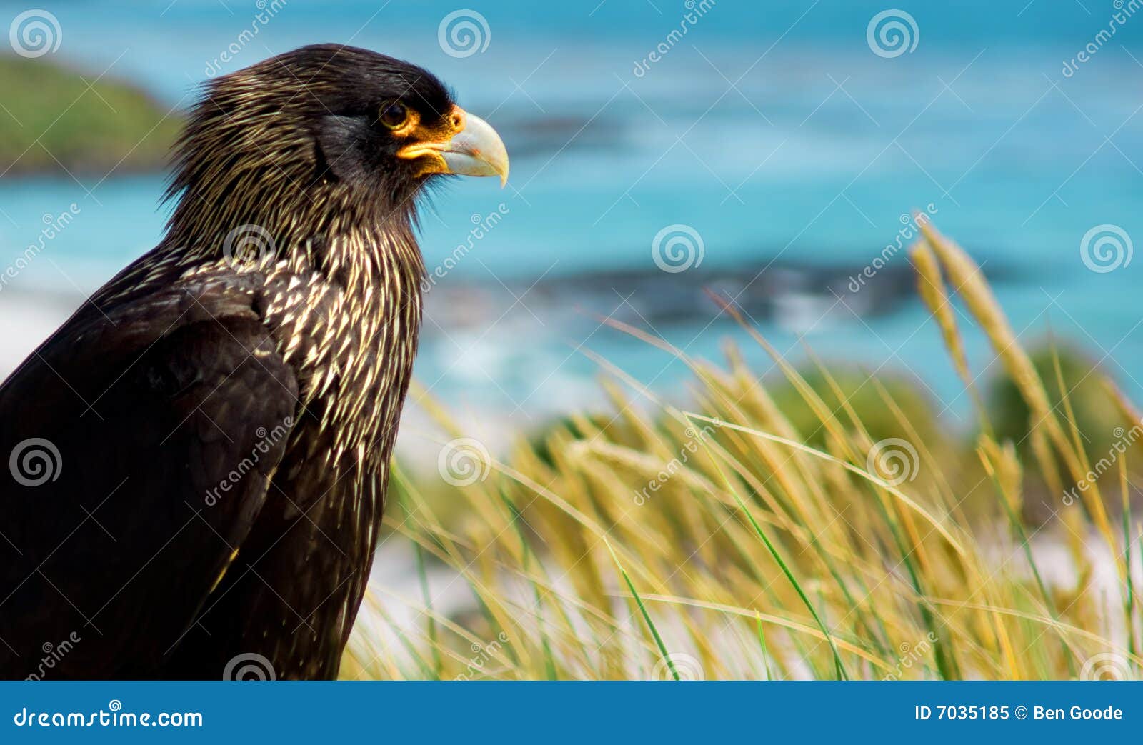 Ochraniacz. Caracaras linii brzegowej wyspy lew target2730_0_ morze bruzdkującego