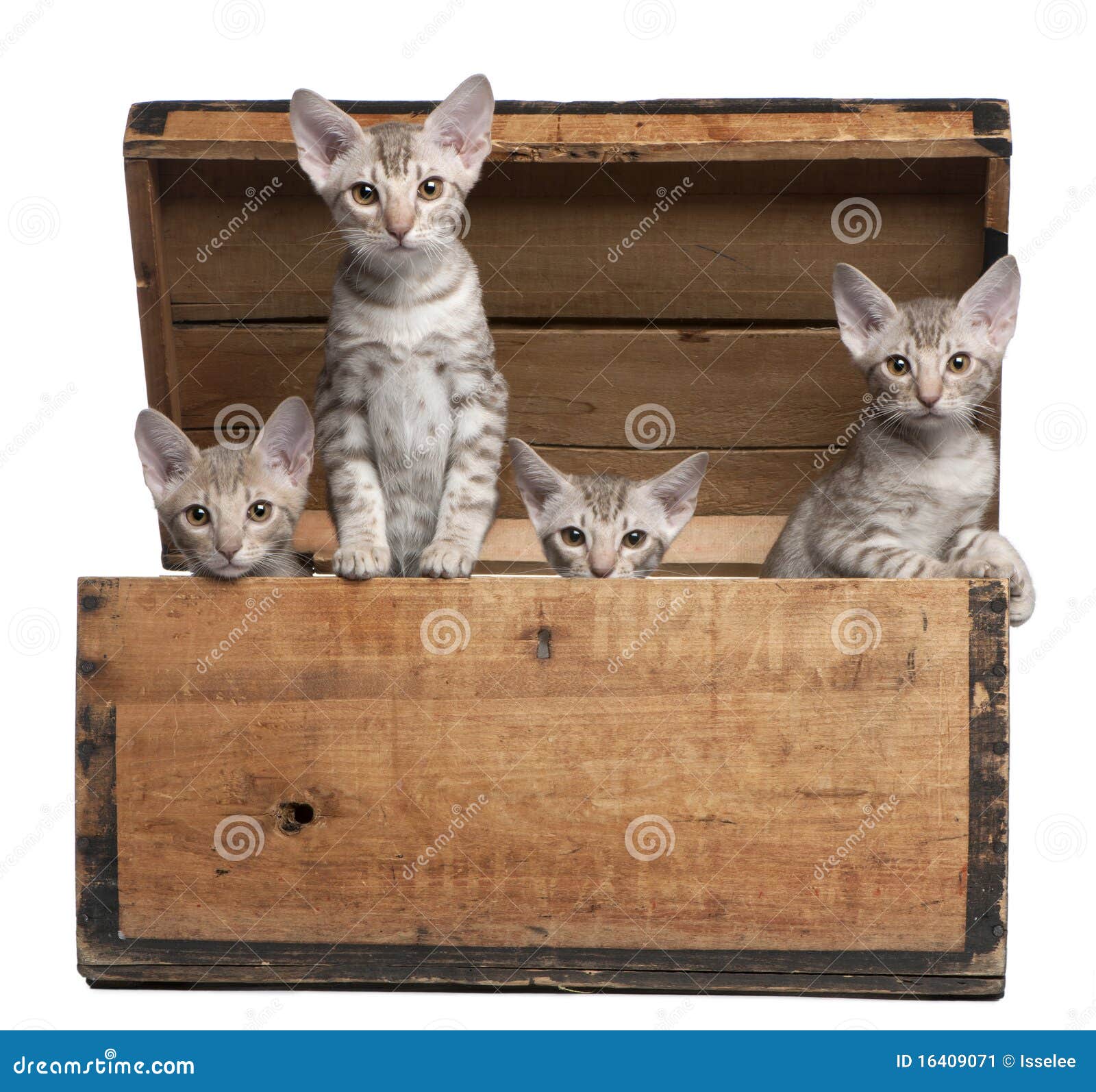 ocicat kittens, 13 weeks old, emerging from a box