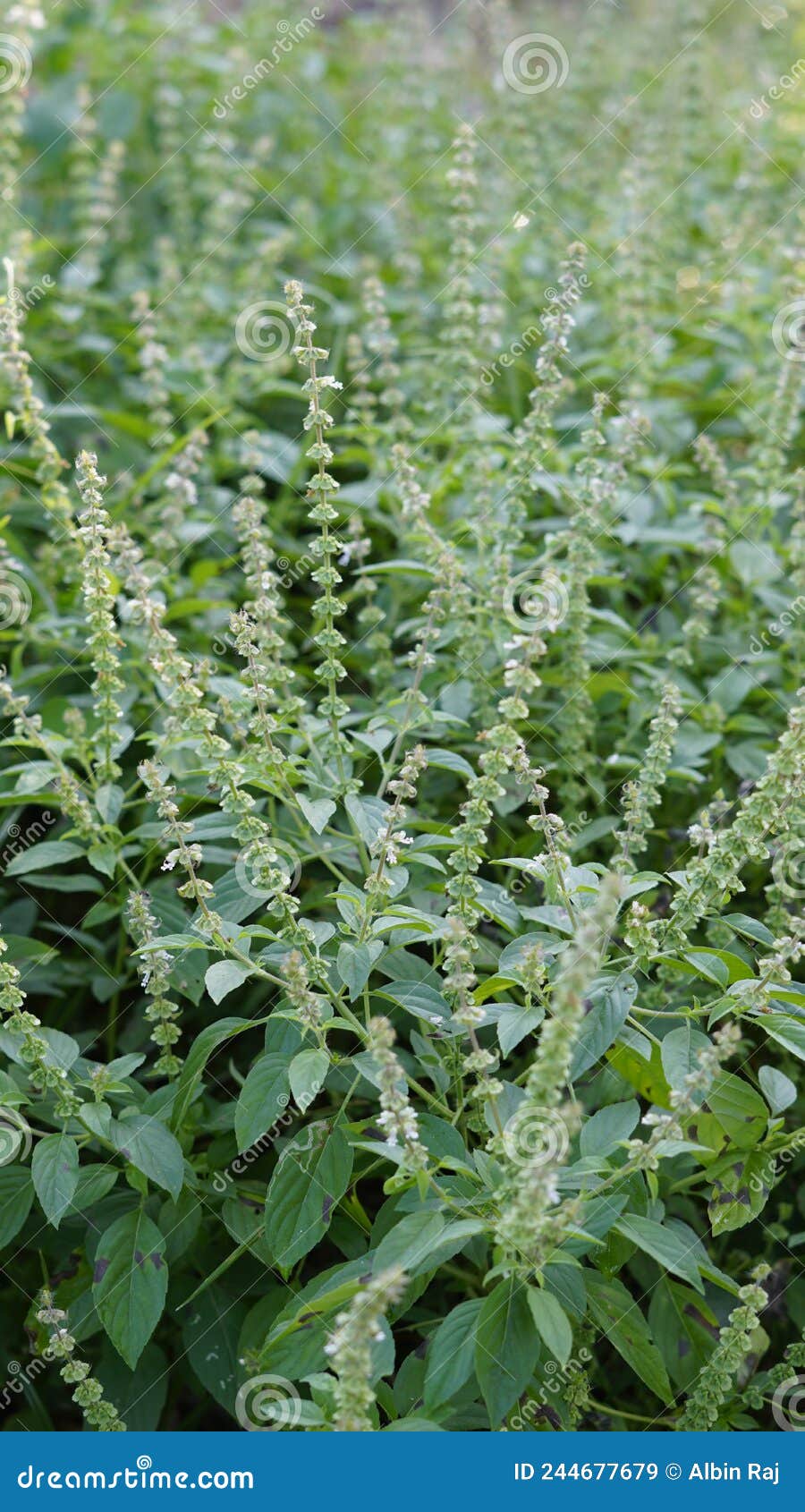ocimum americanum called as kattu thulasi in tamil language with its natural green background