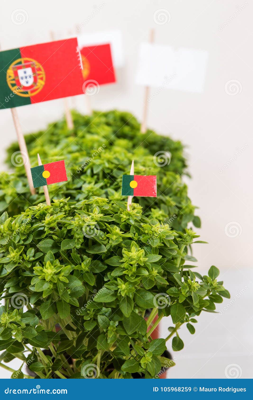 Ocimum iminimumi iplantsi stock image Image of basil herb 