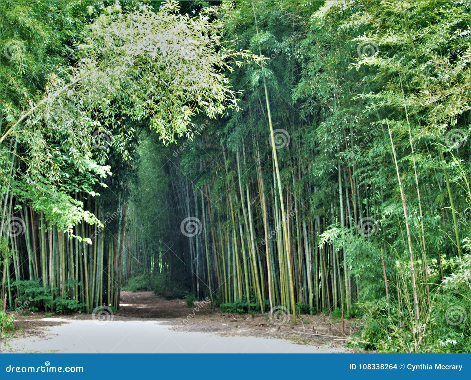 oconaluftee islands park bamboo trail