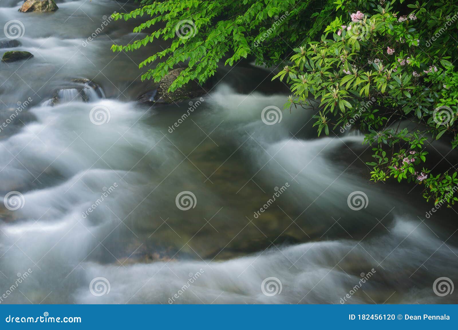 oconaluftee river with mountain laurel