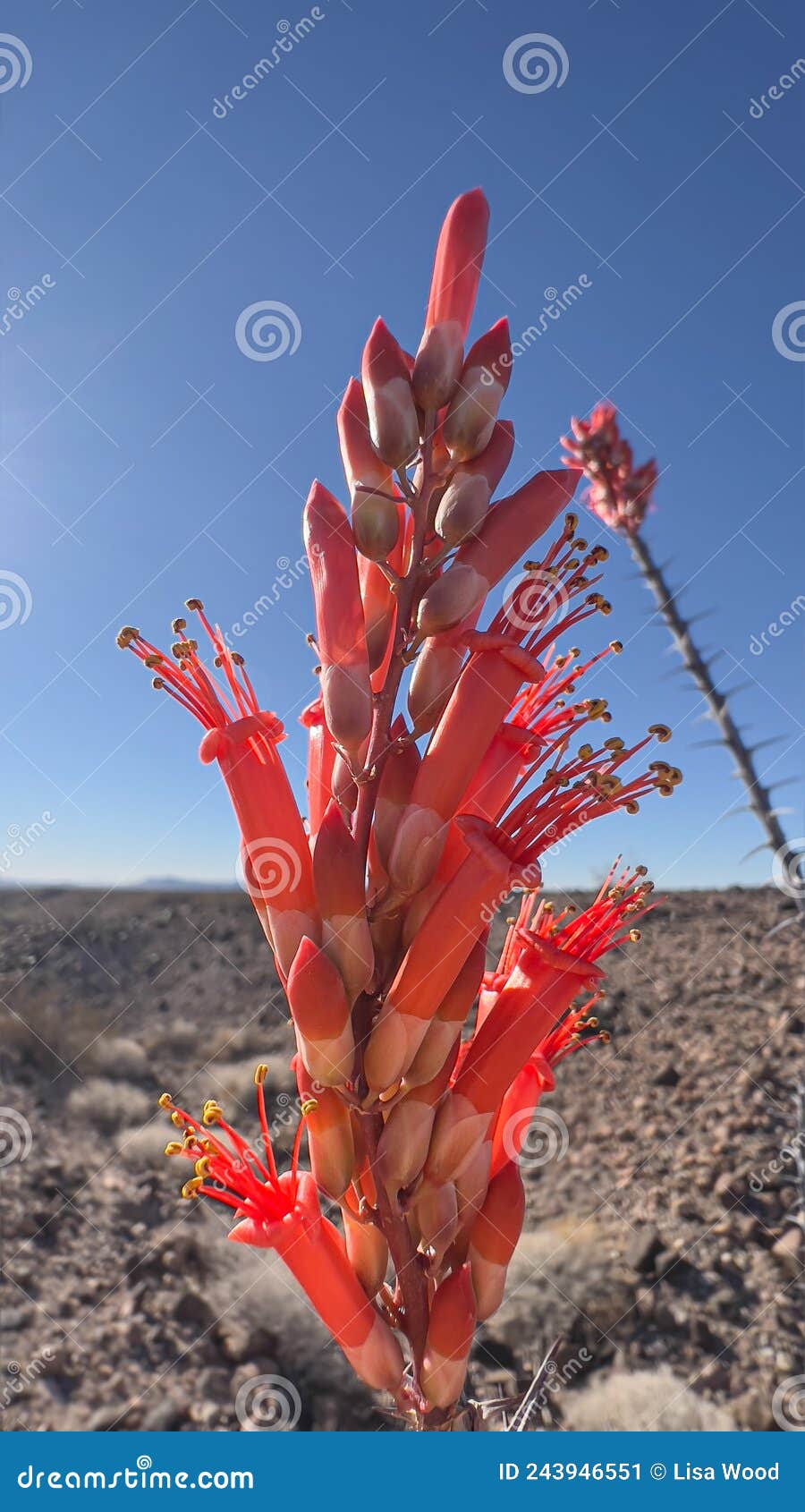 ocotilla spring blooming in the hot dry desert