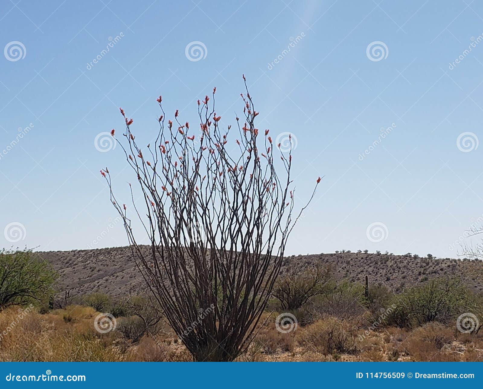 Ocotillo stock afbeelding. Image of bloemen, woestijn 114756509