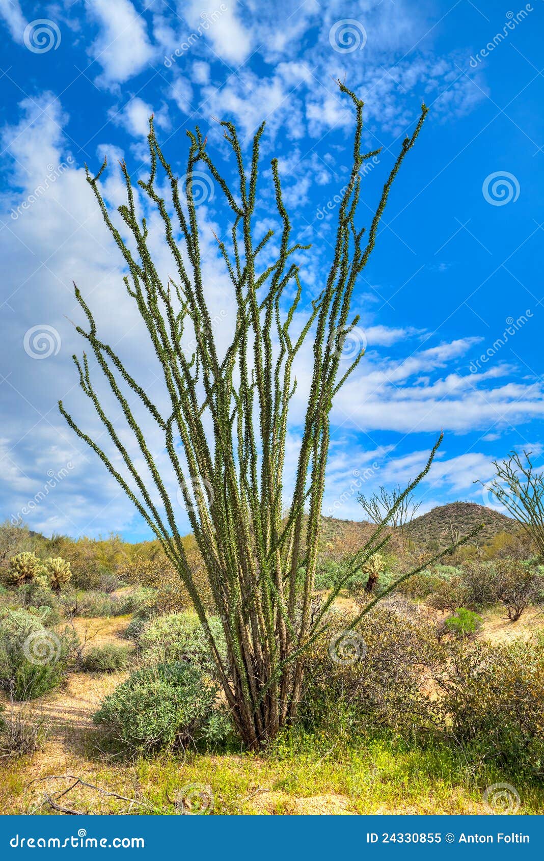 Ocotillo stock image. Image of vegetation, landscape 24330855